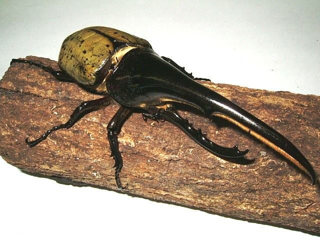 Hercules Beetles: Nature's Strongmen
