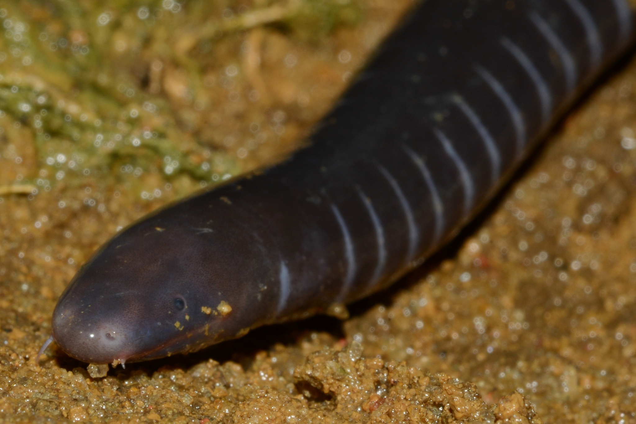 Caecilians: The Hidden Amphibians