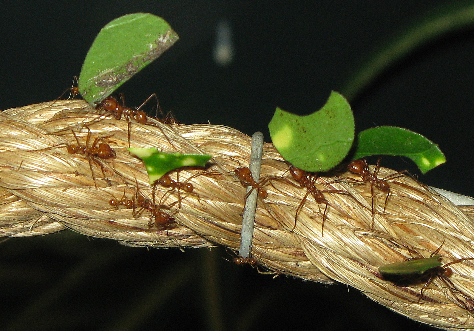 Leafcutter Ants: Farmers of the Forest