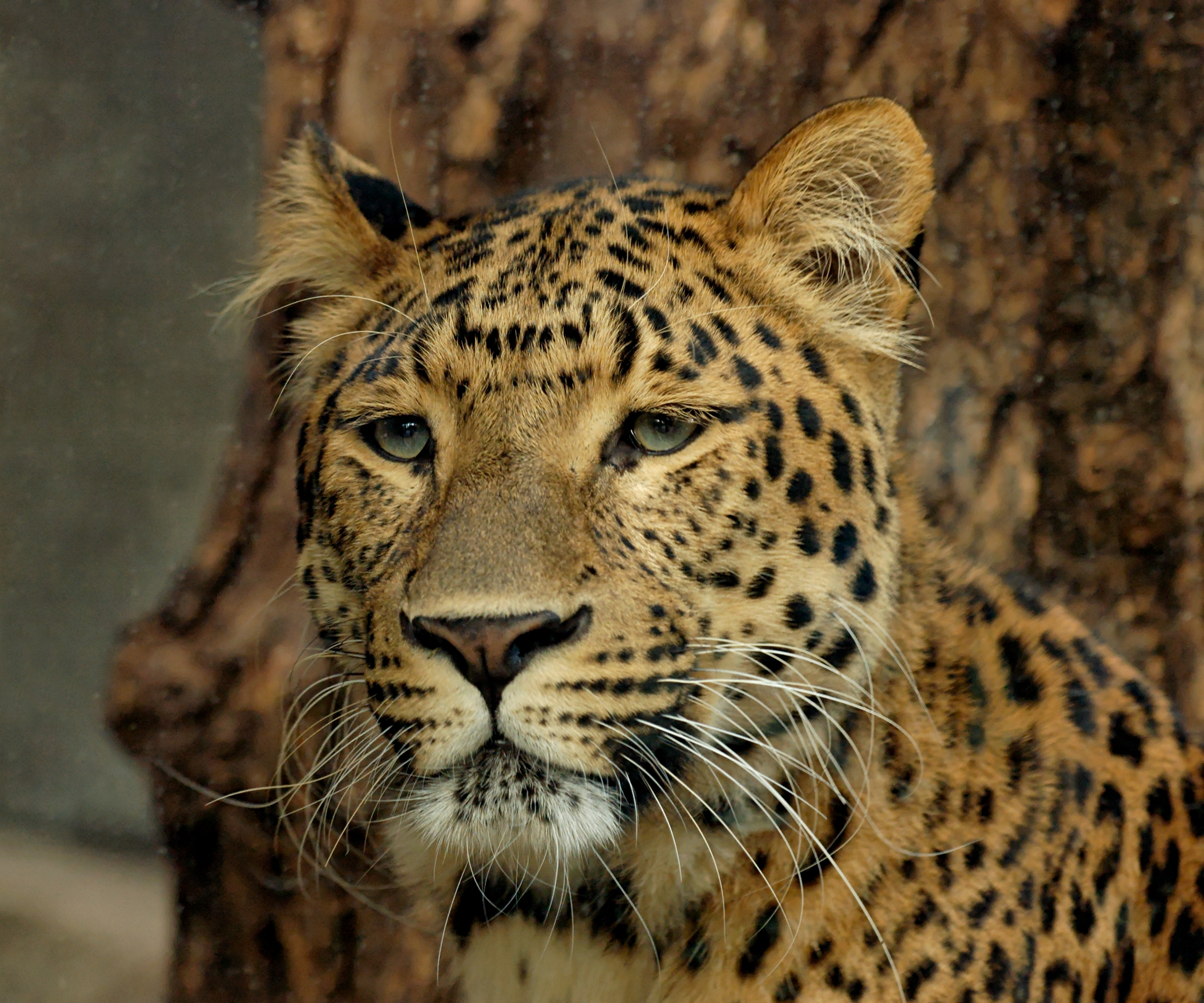 Amur-leopards-rarest-big-cats
