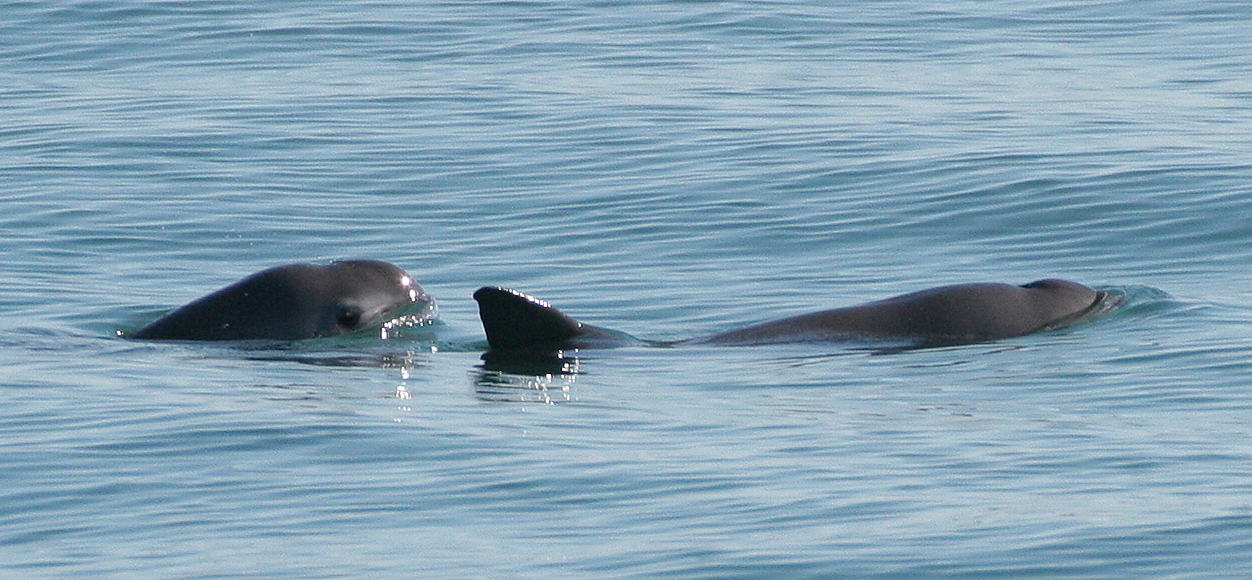 Vaquitas: The World's Rarest Marine Mammal
