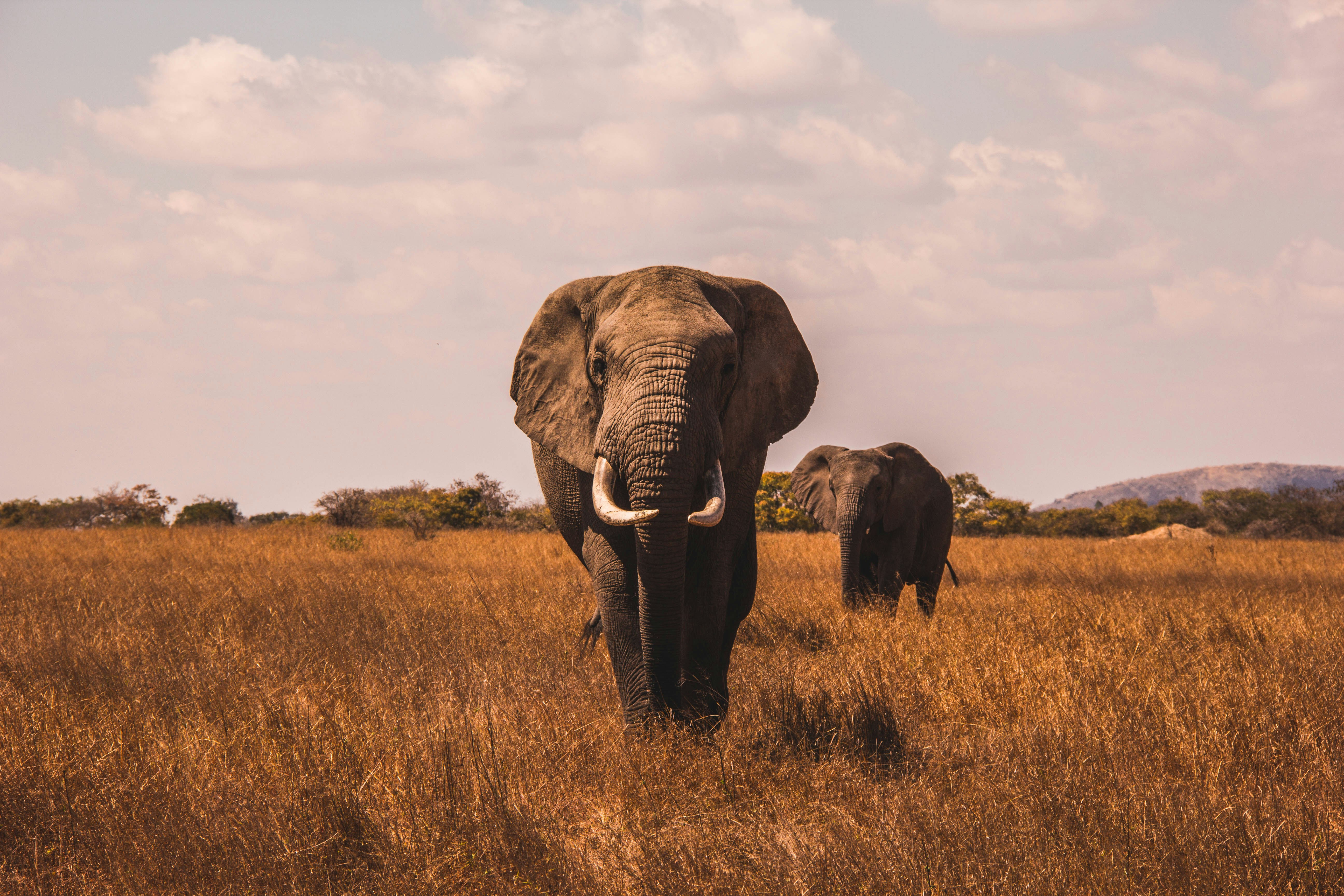Why Elephants Never Forget