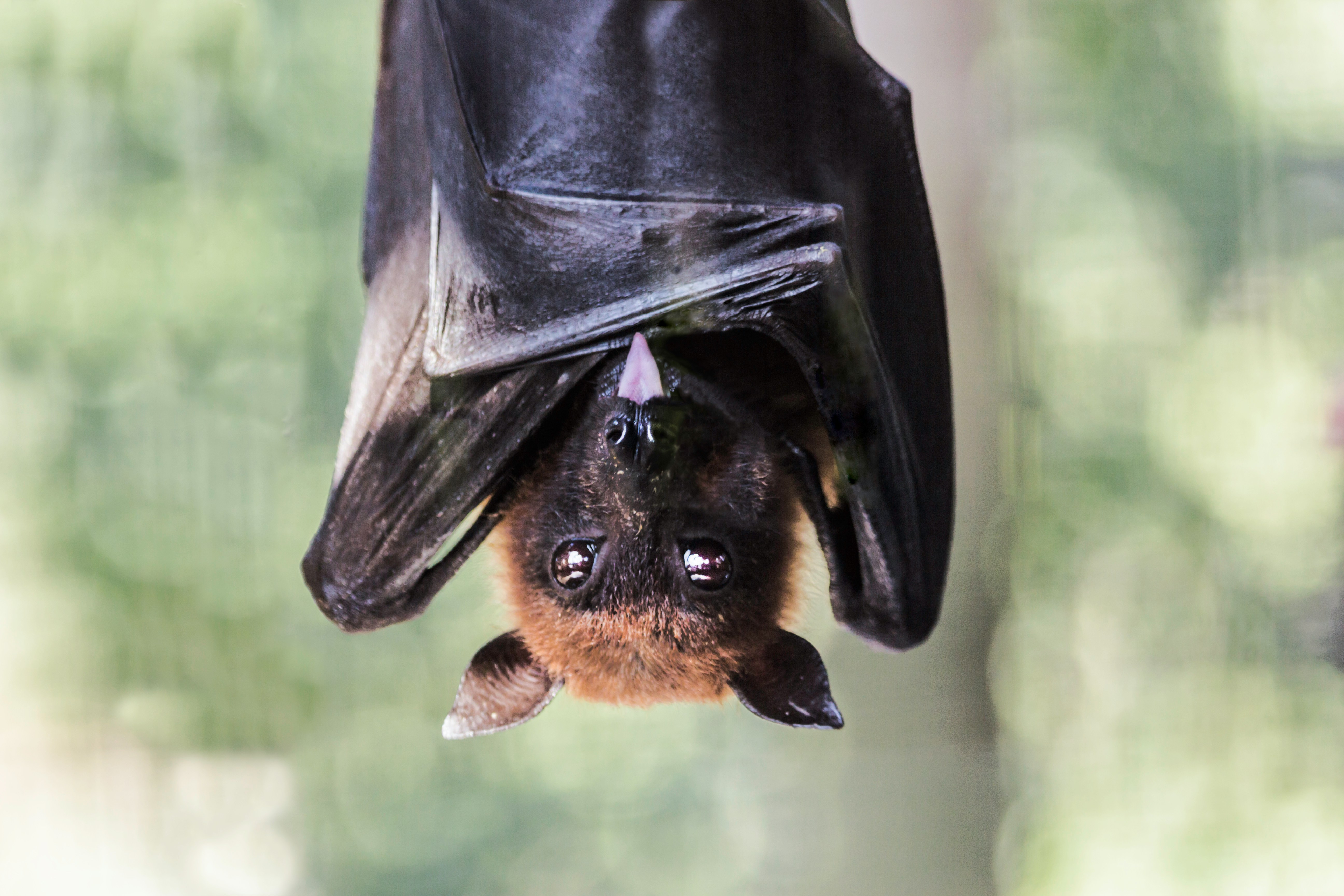 How Bats Navigate the Night