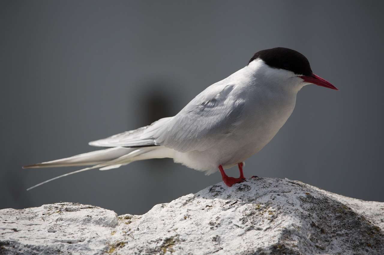 The Incredible Journey of Arctic Terns