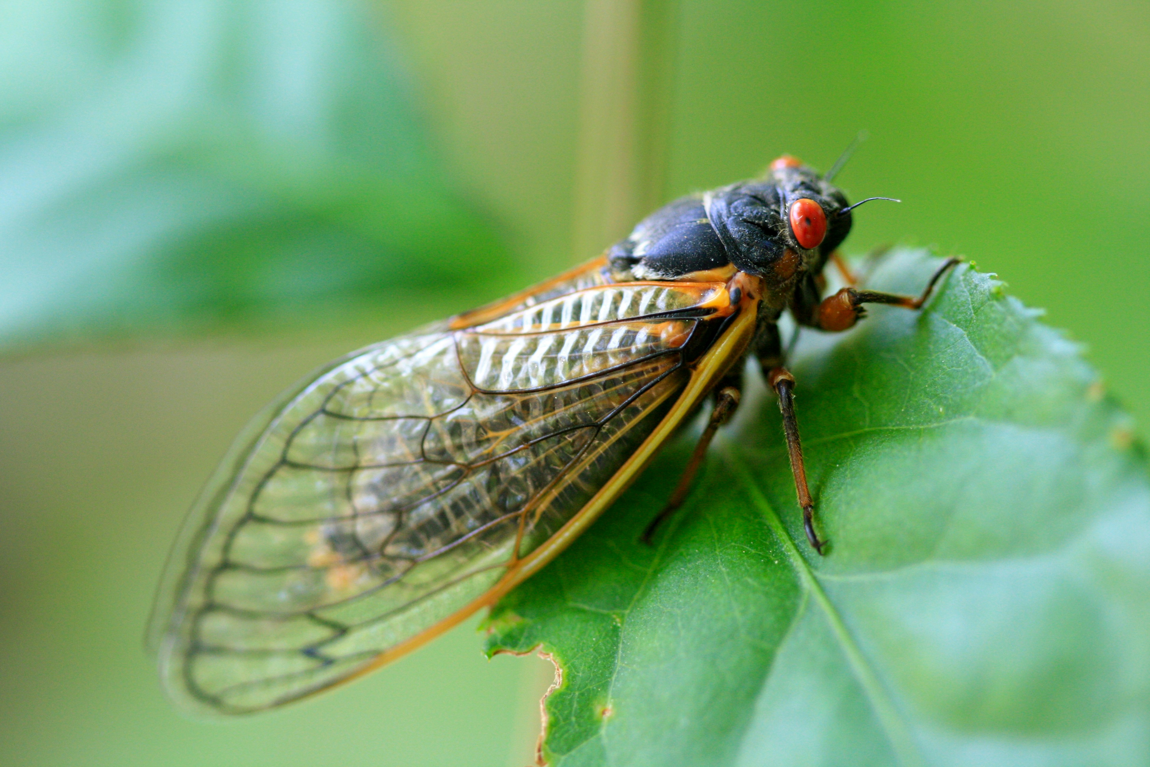 Cicadas: Nature’s Noisy Timekeepers