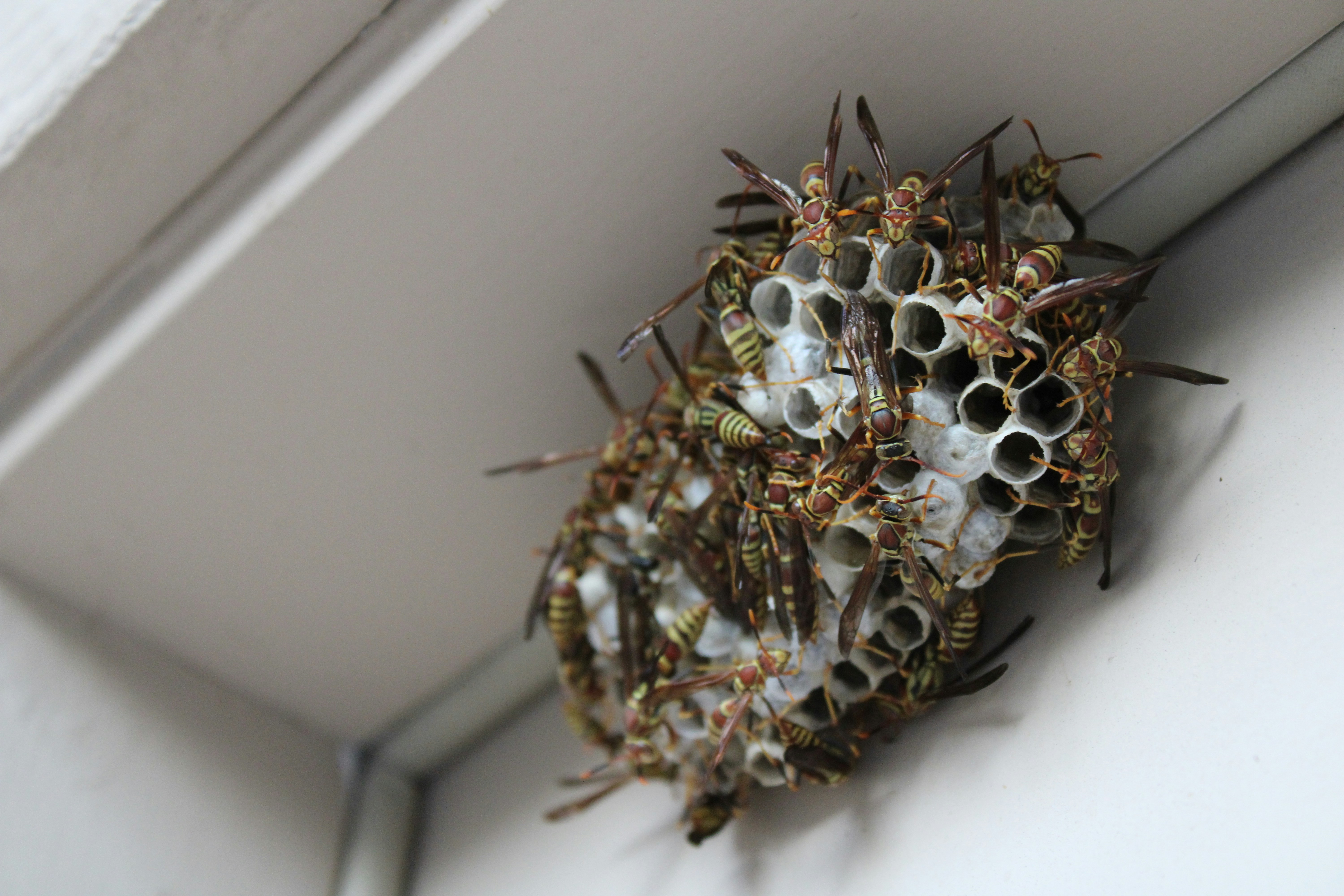 Insect Architects: The Engineering of Wasp Nests