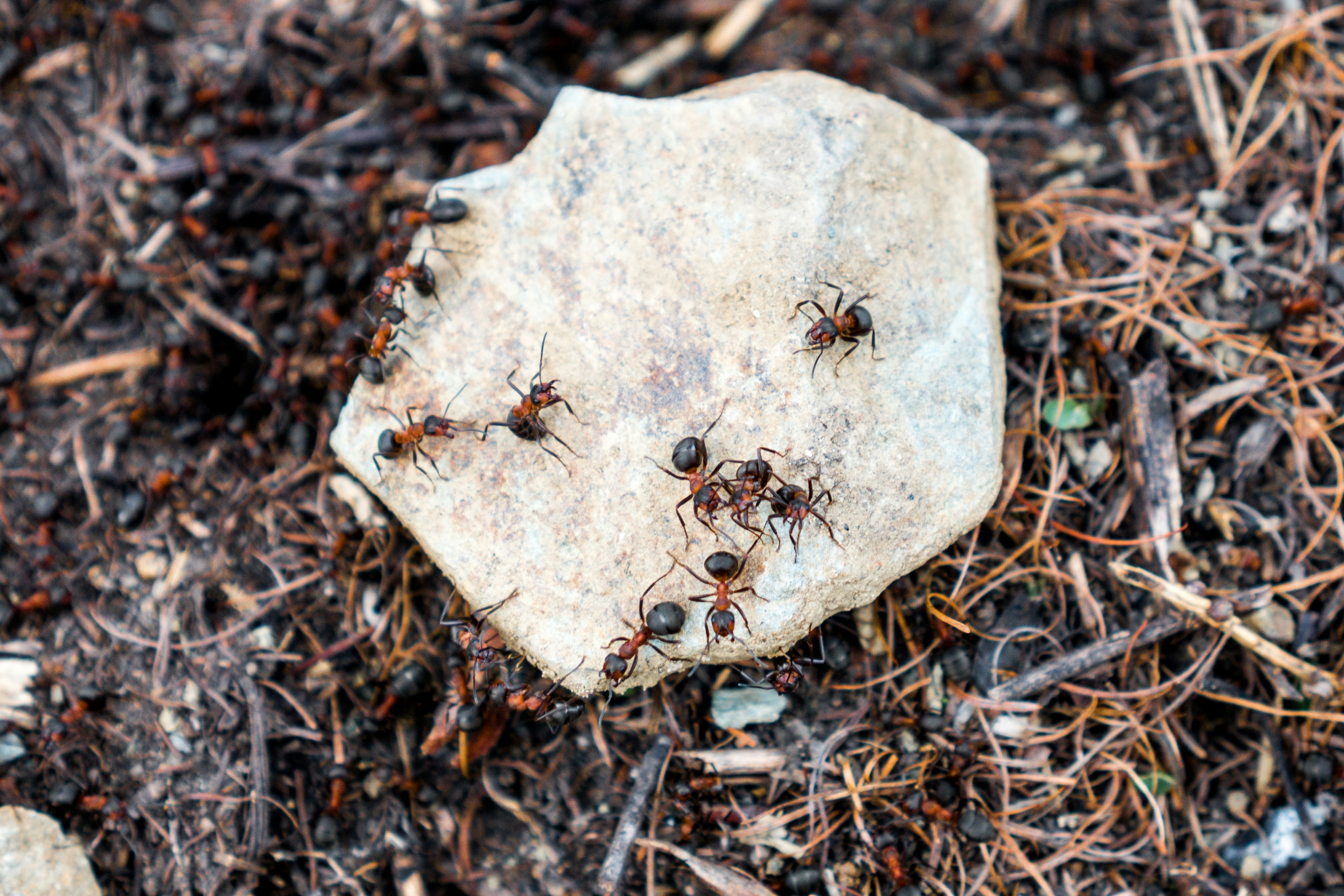 Army Ants: Swarms That Shape Ecosystems