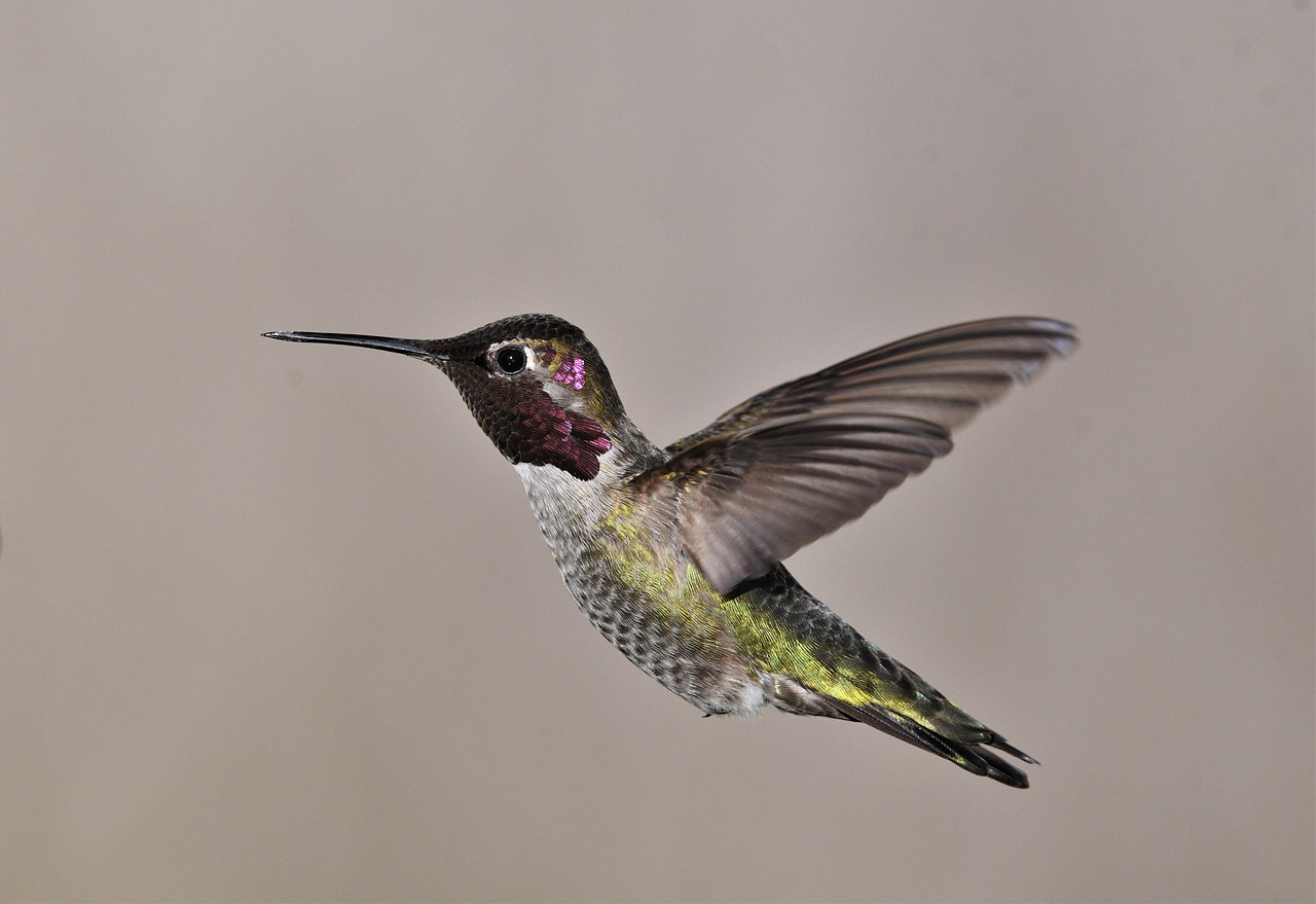 Hummingbirds-natures-helicopters