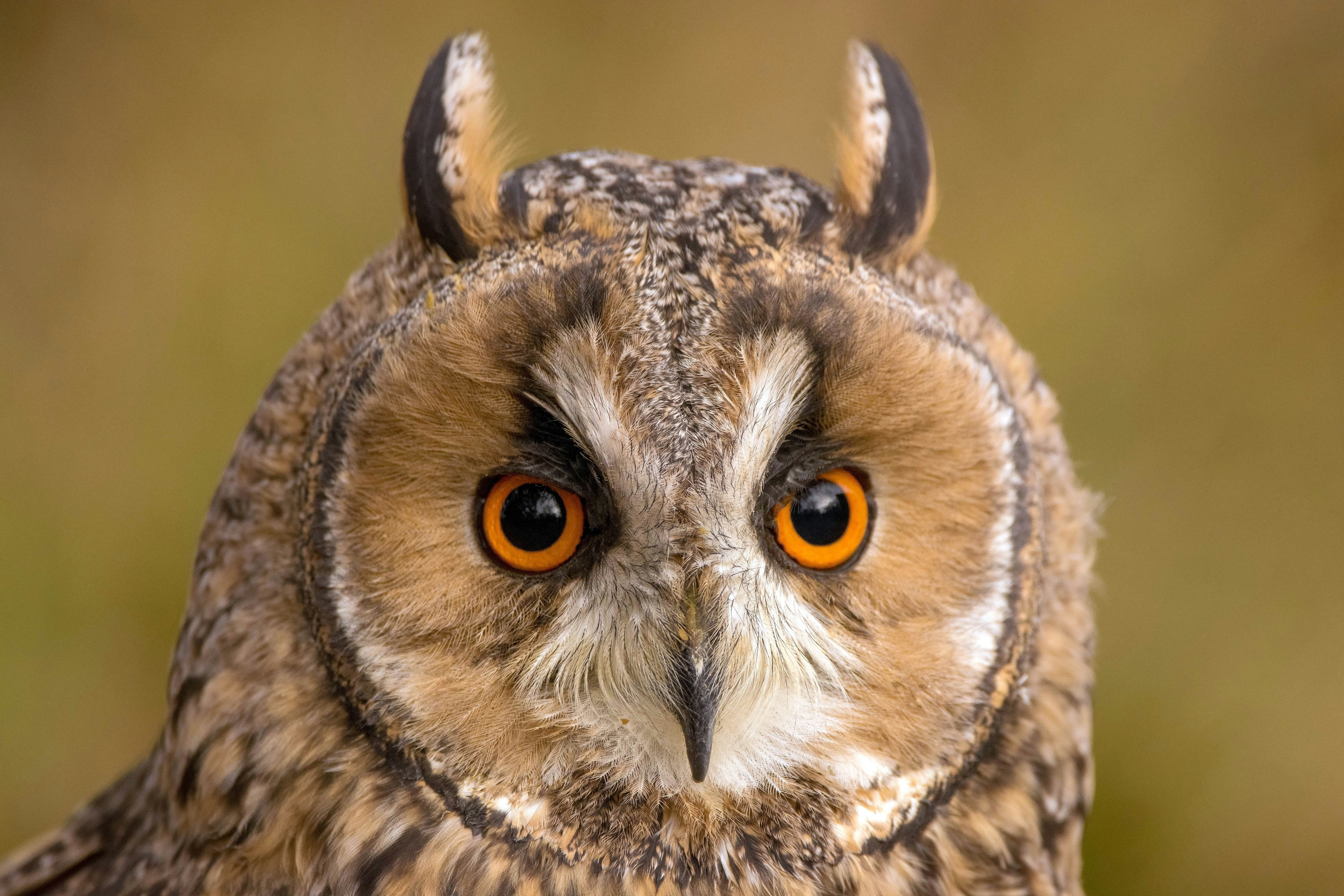 Owl Vision: Seeing in the Dark