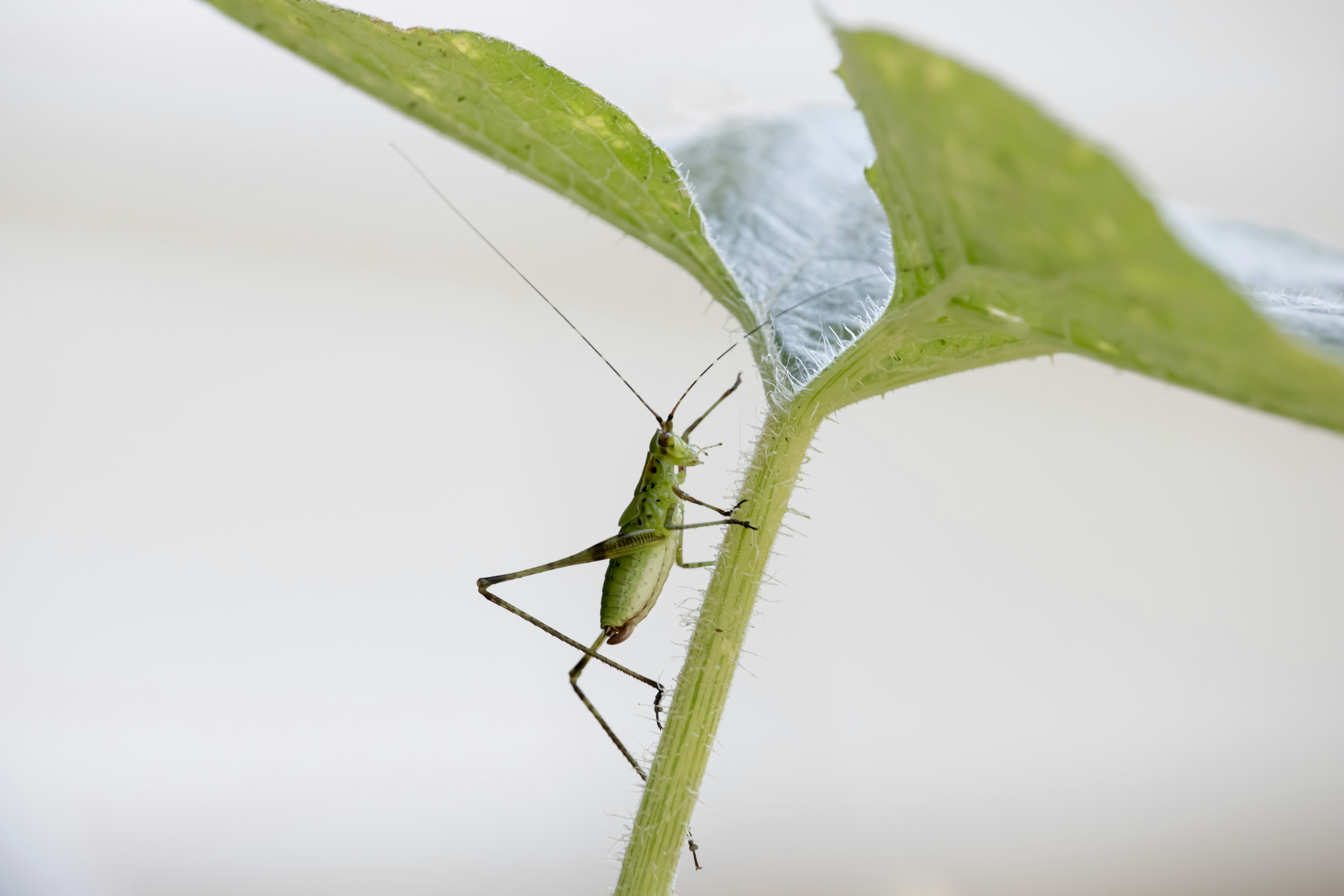 Katydids: Night Singers of the Tropics