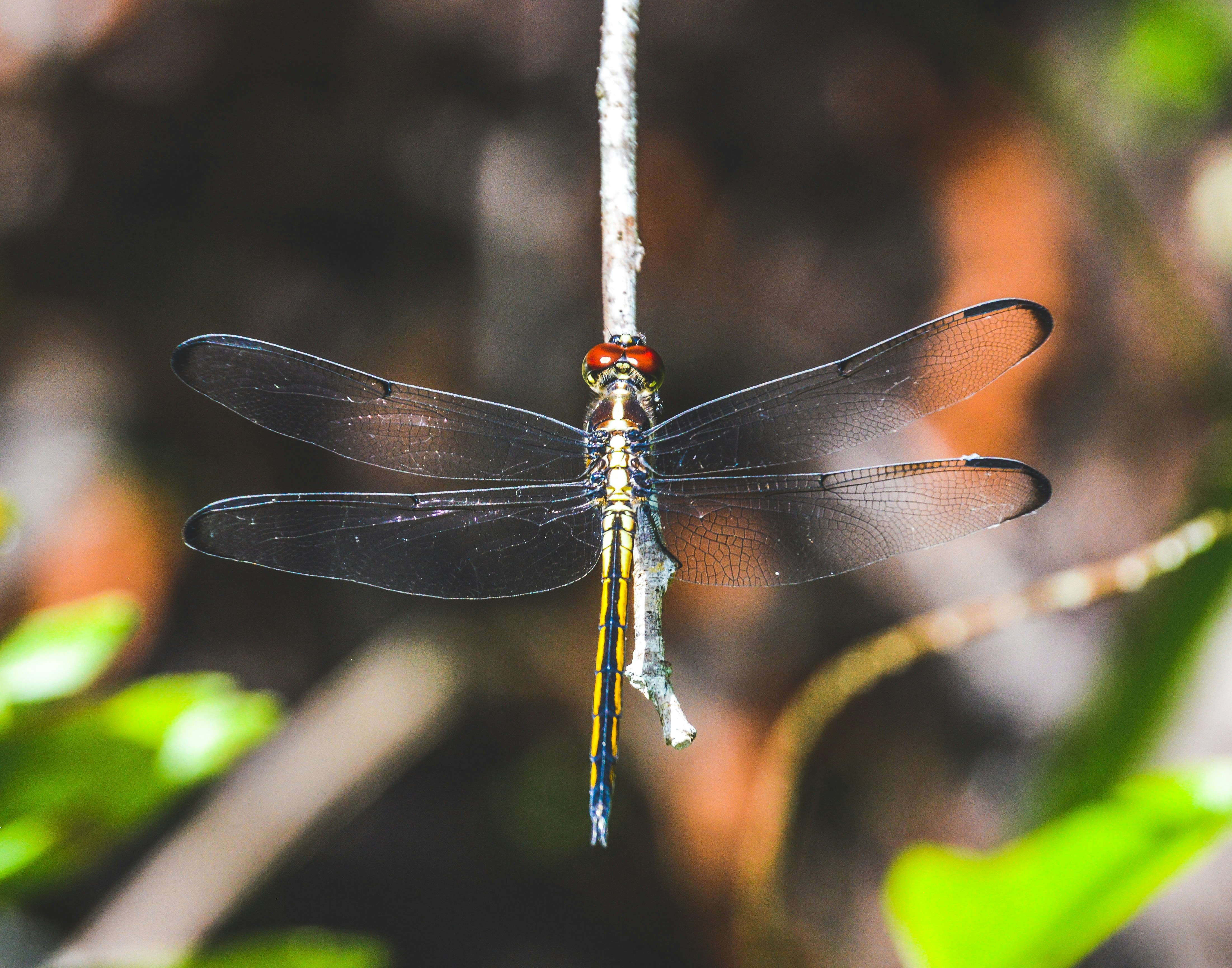 Dragonflies: 300-Million-Year-Old Pilots