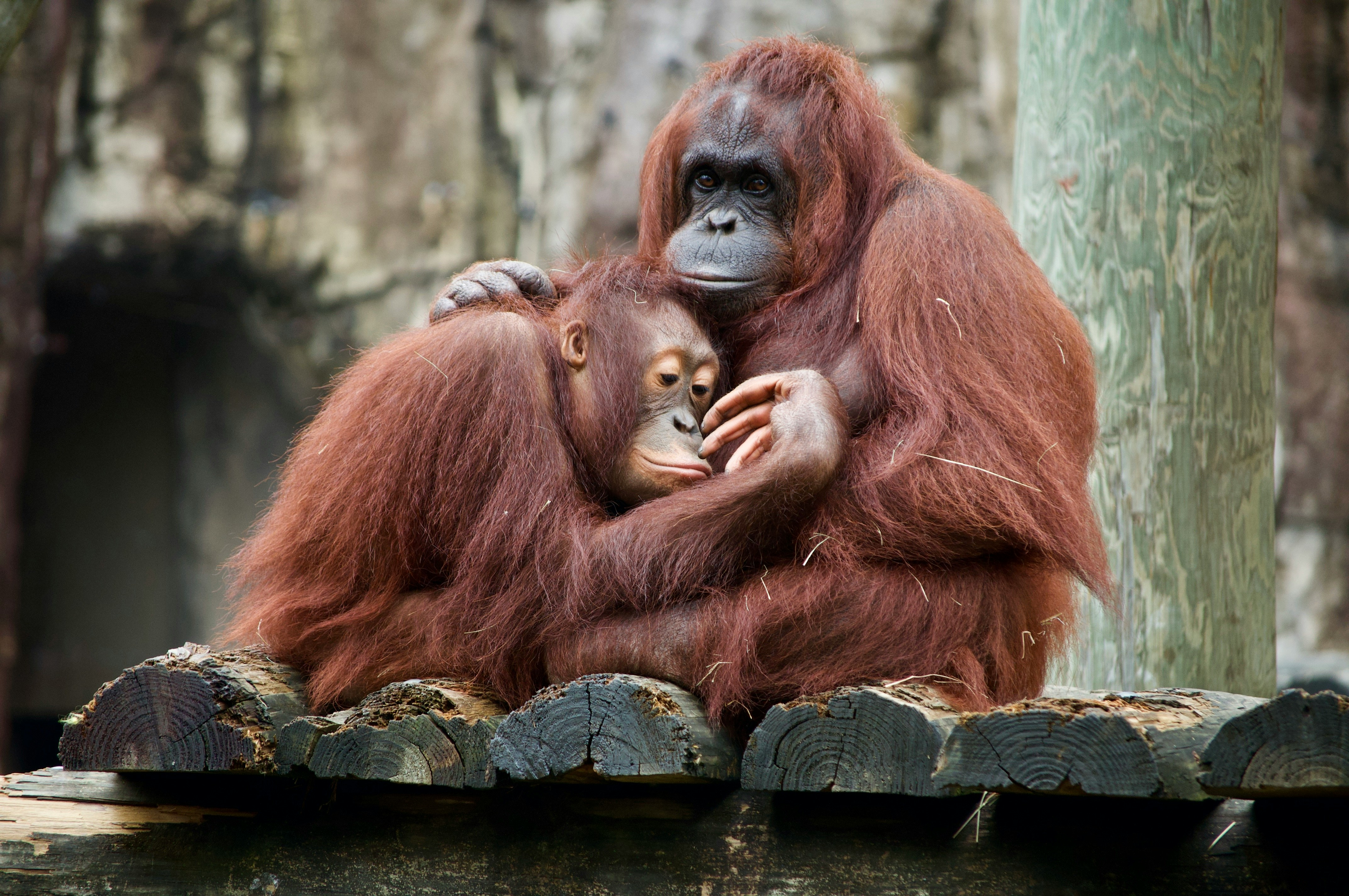 Protecting Orangutans from Deforestation