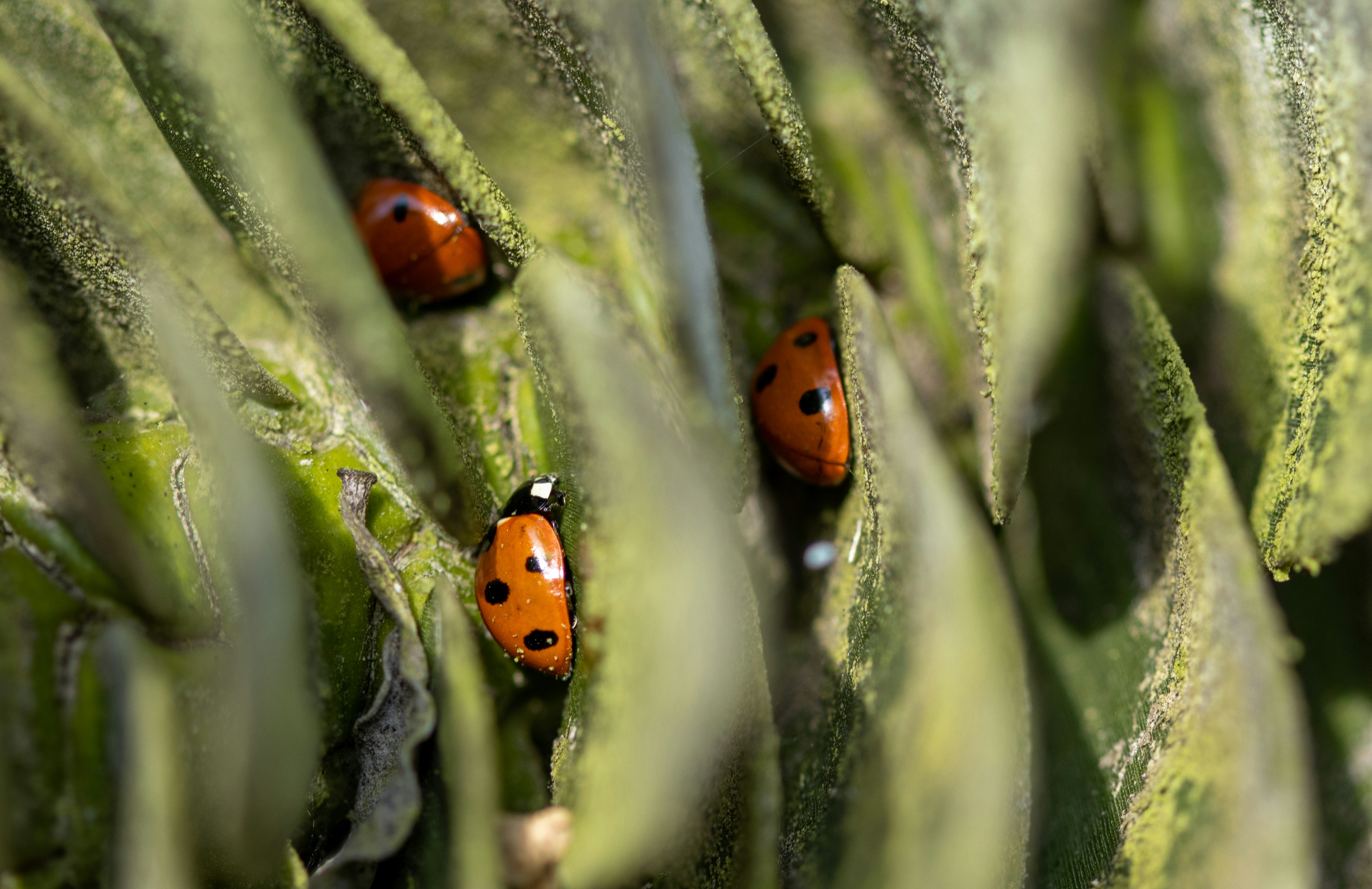 Ladybugs: Garden Guardians in Disguise