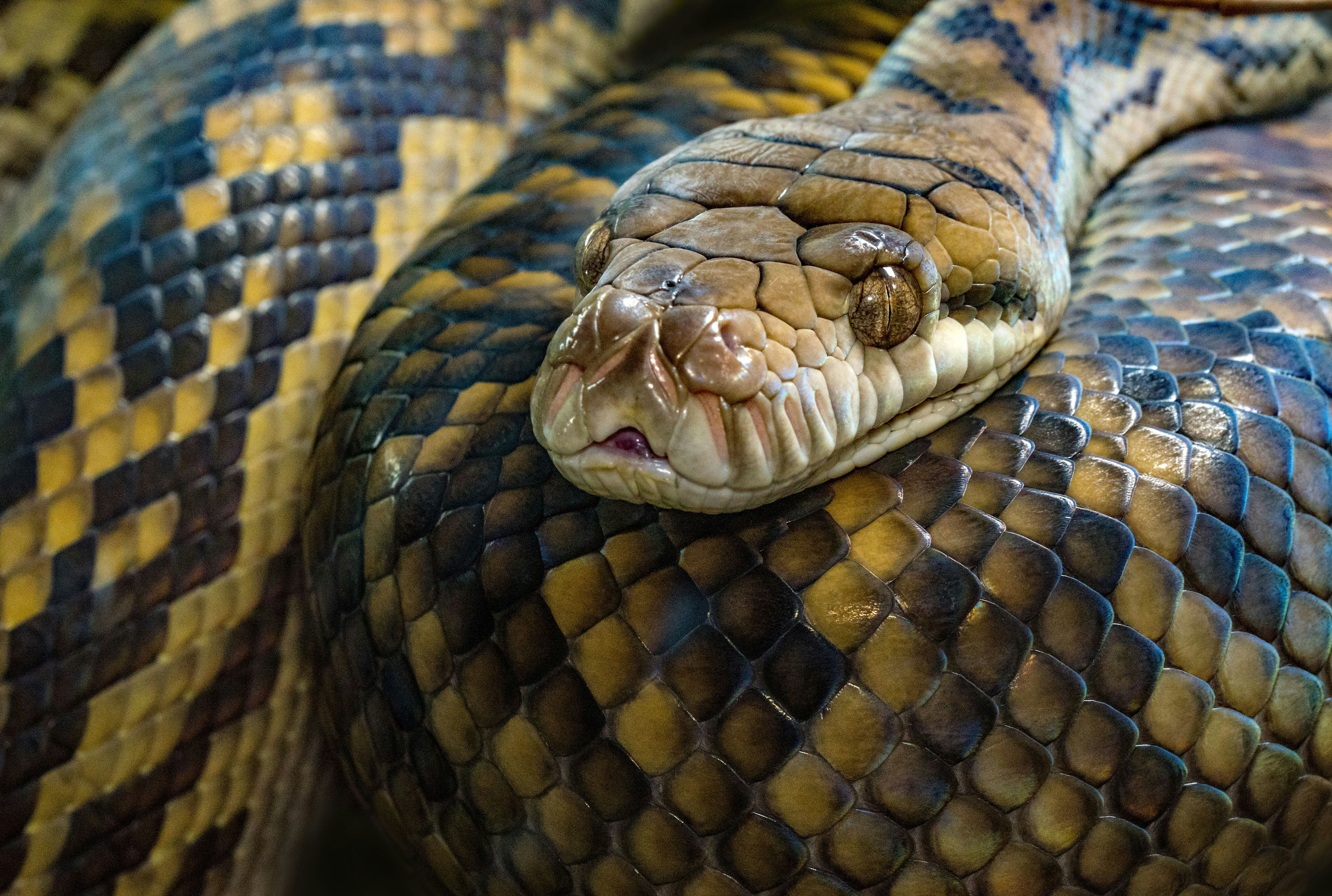 How Snakes See Without Eyelids