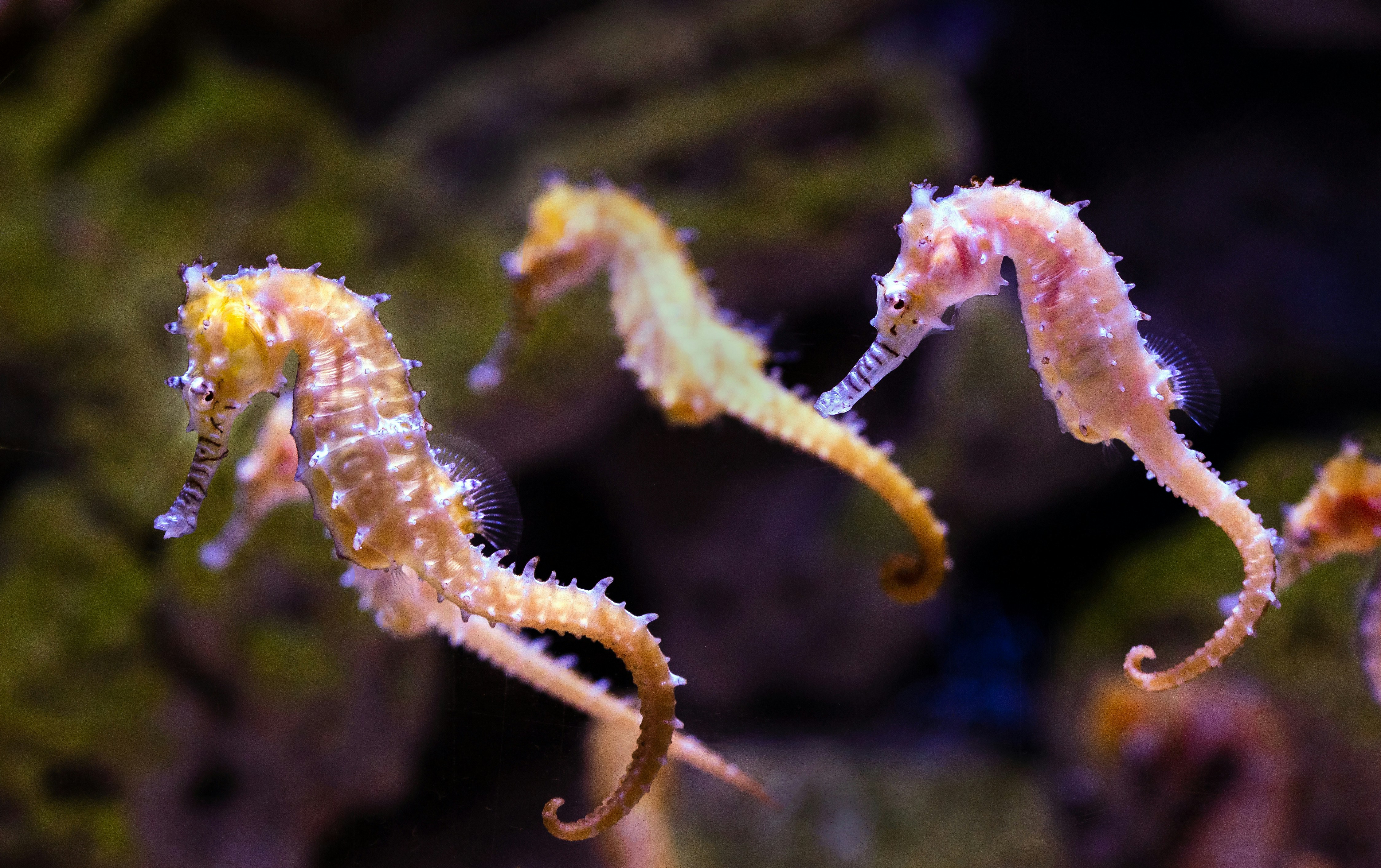 Seahorses: Mythical Creatures of the Sea?
