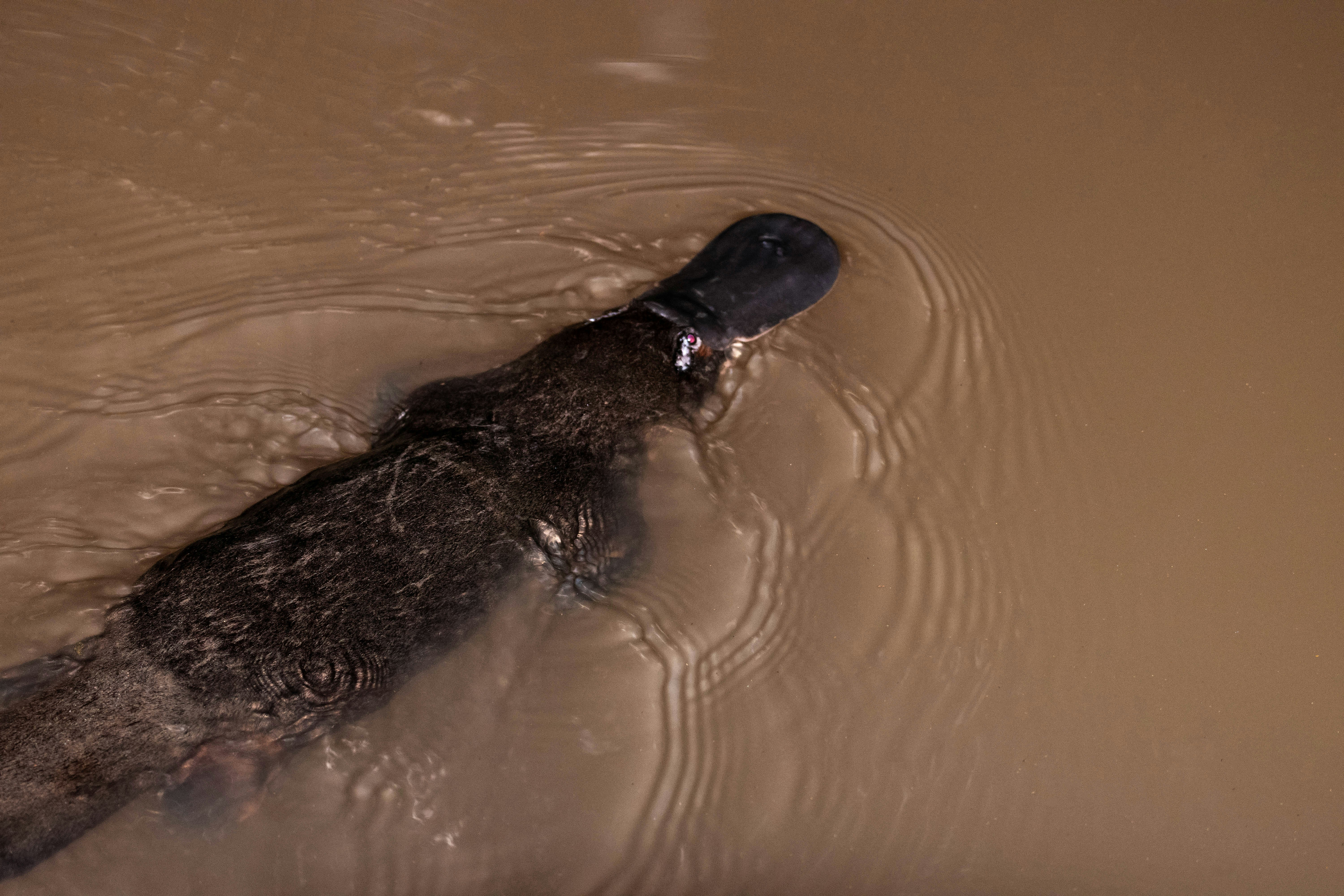 The Secret Lives of Platypuses