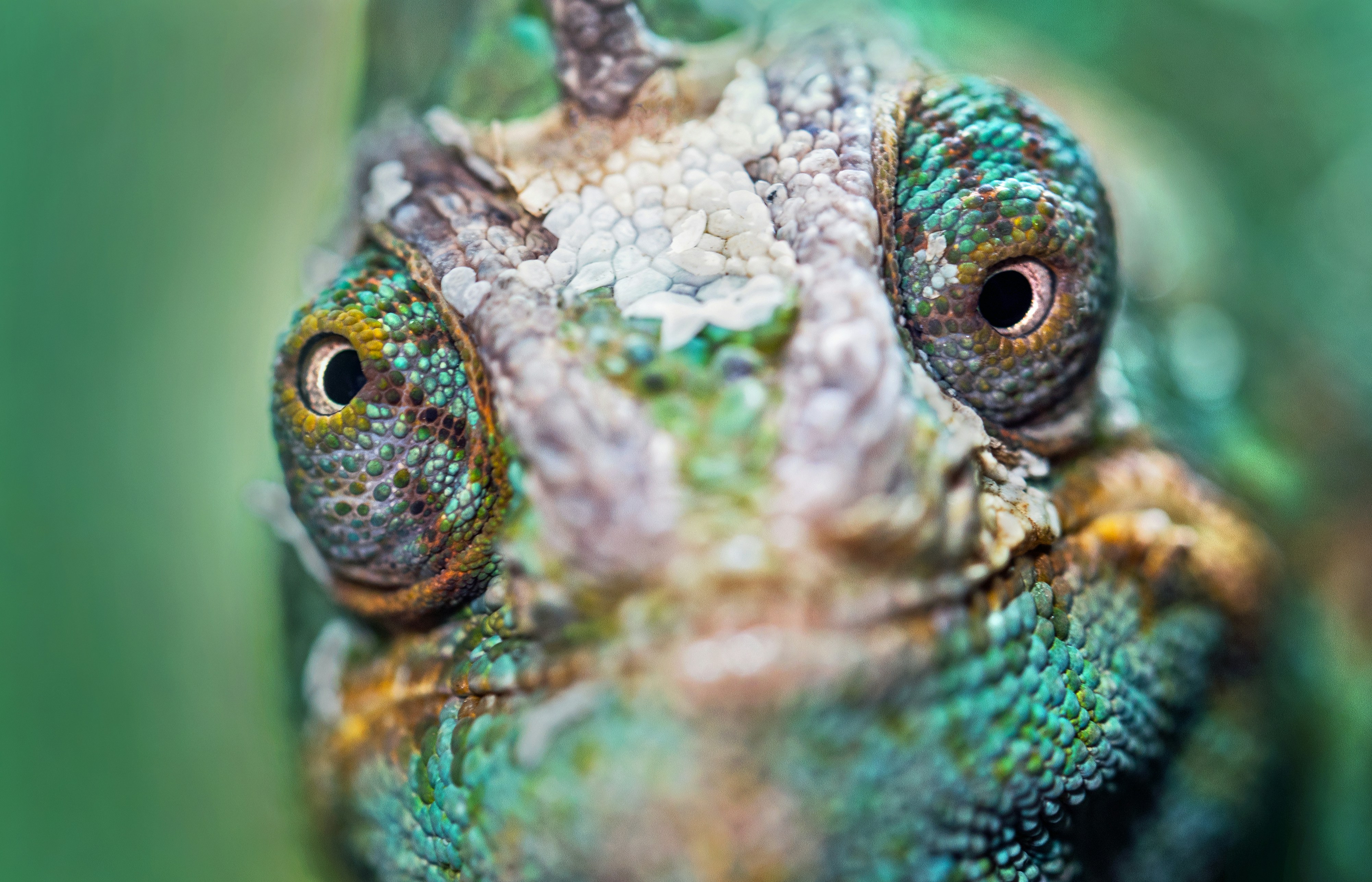 Chameleons: More Than Just Color-Changers