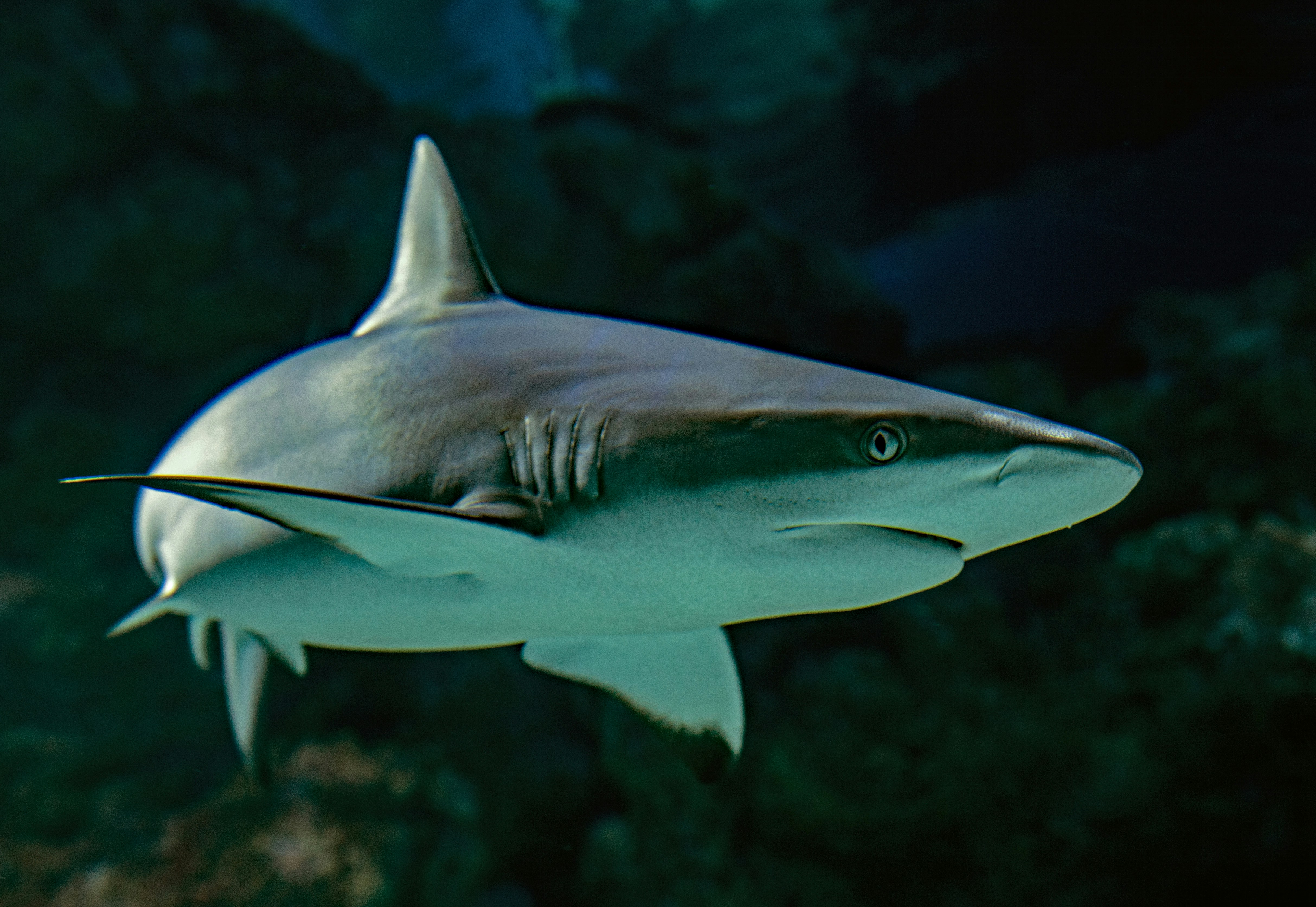 How Sharks Detect Prey from Miles Away