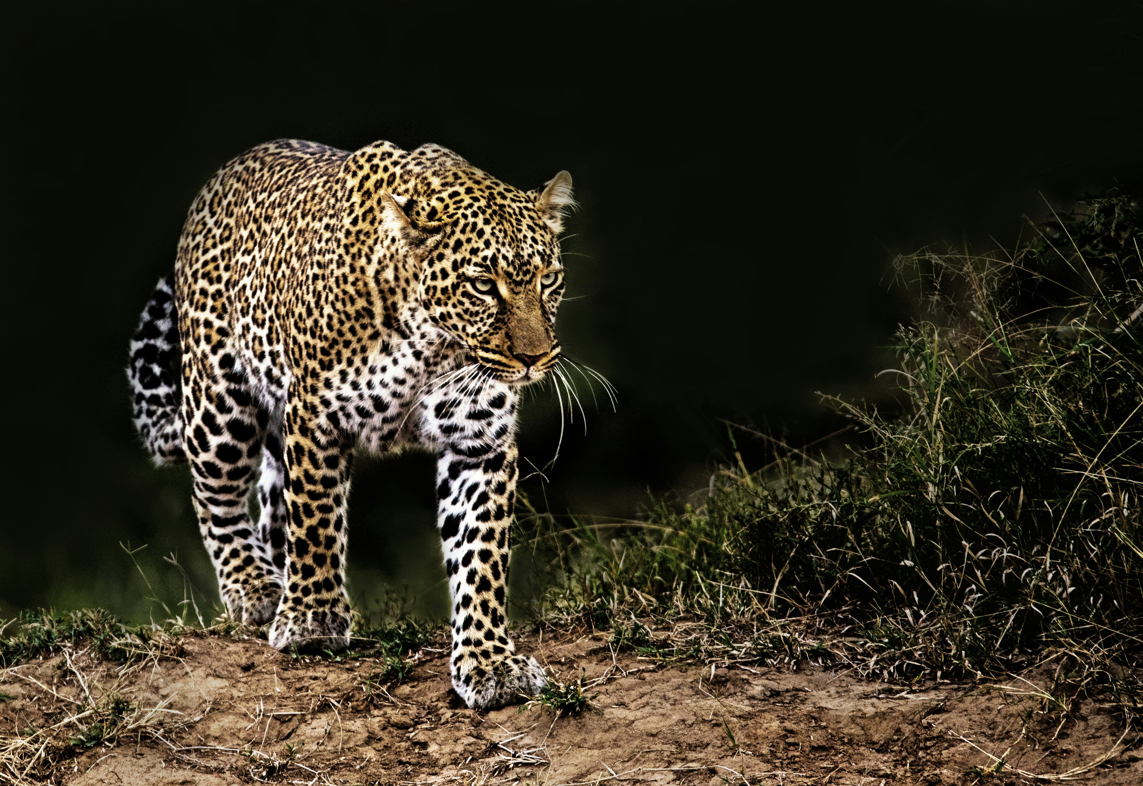 Big Cats The Hunters of the Wild
