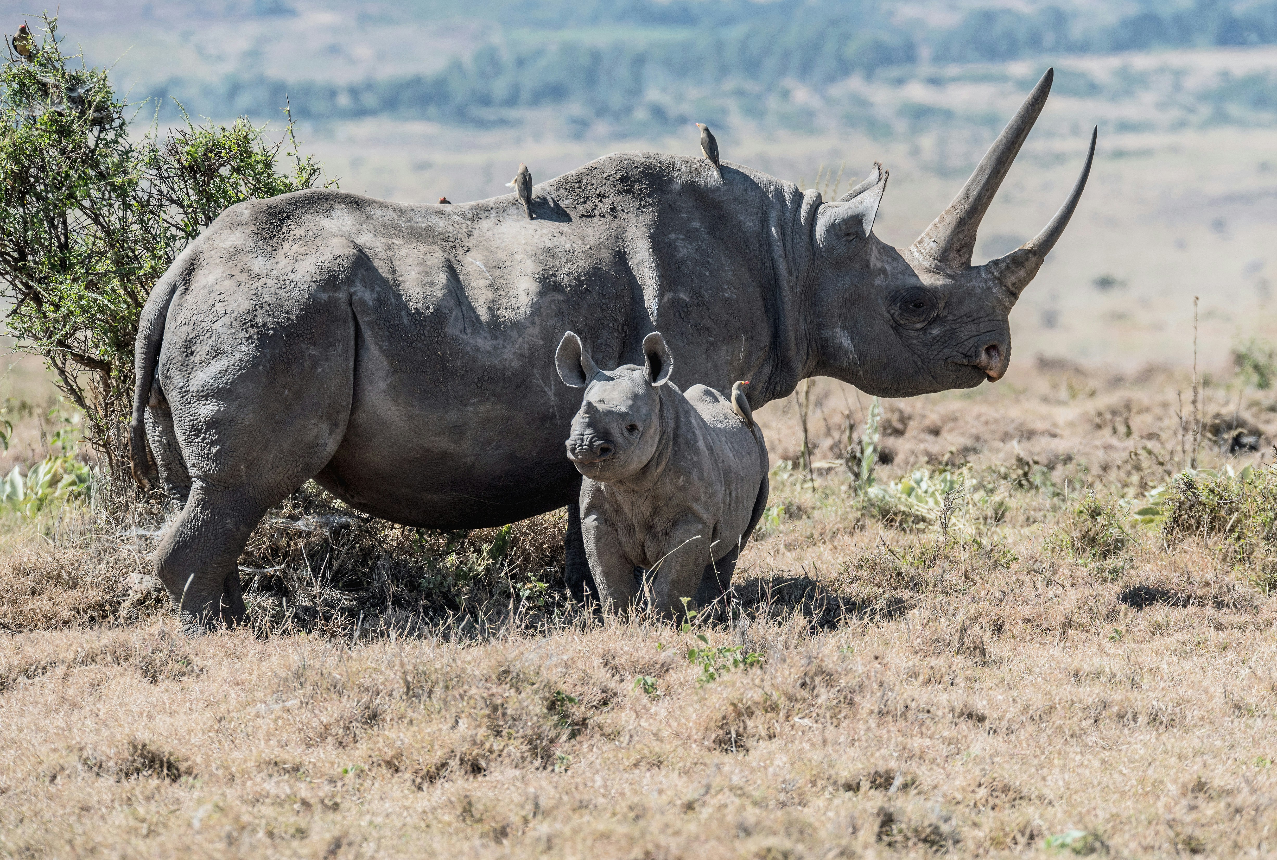 Black Rhinos on the Brink