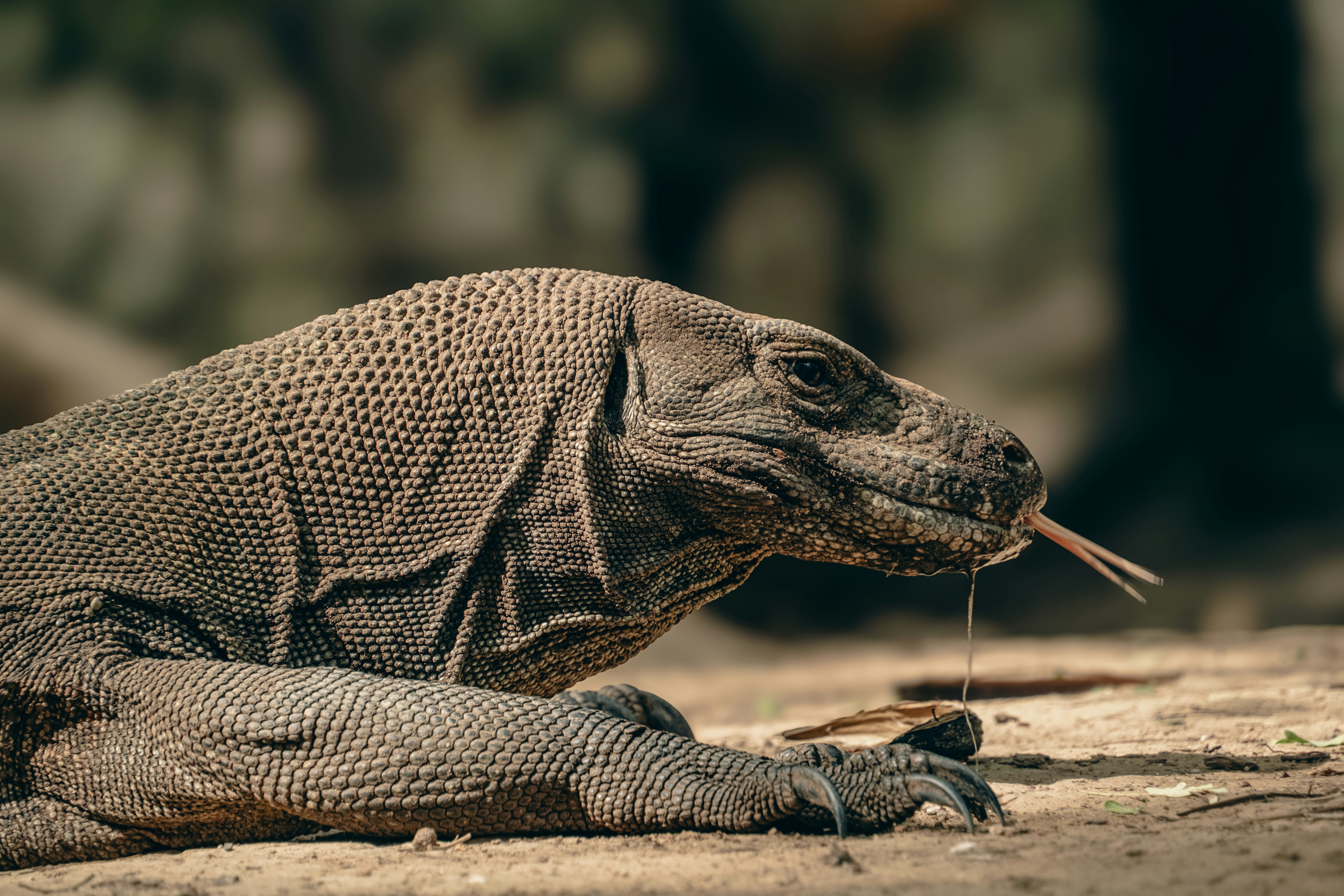 Komodo Dragons: Living Dinosaurs