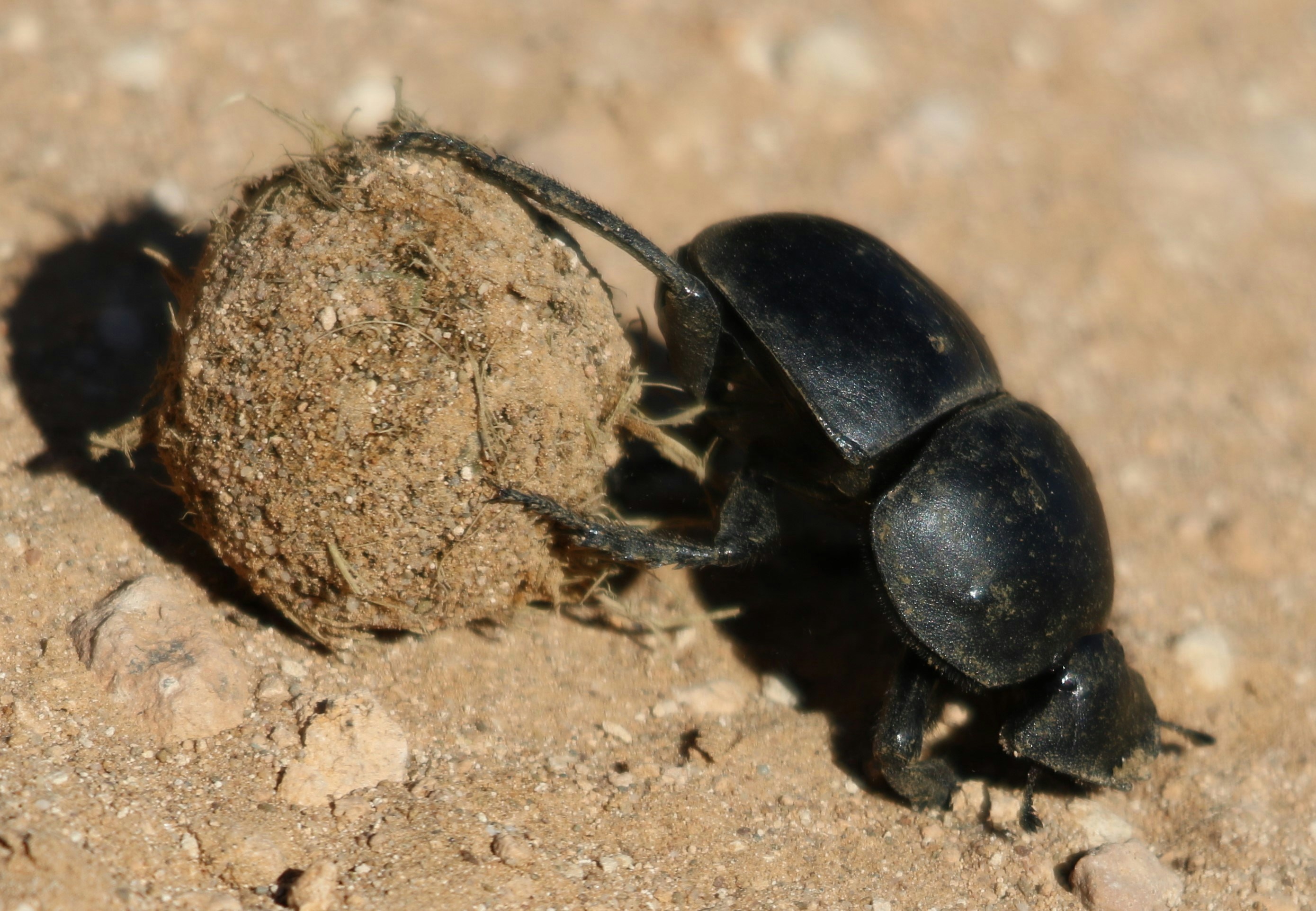 Dung Beetles: Cleaners of the Wild
