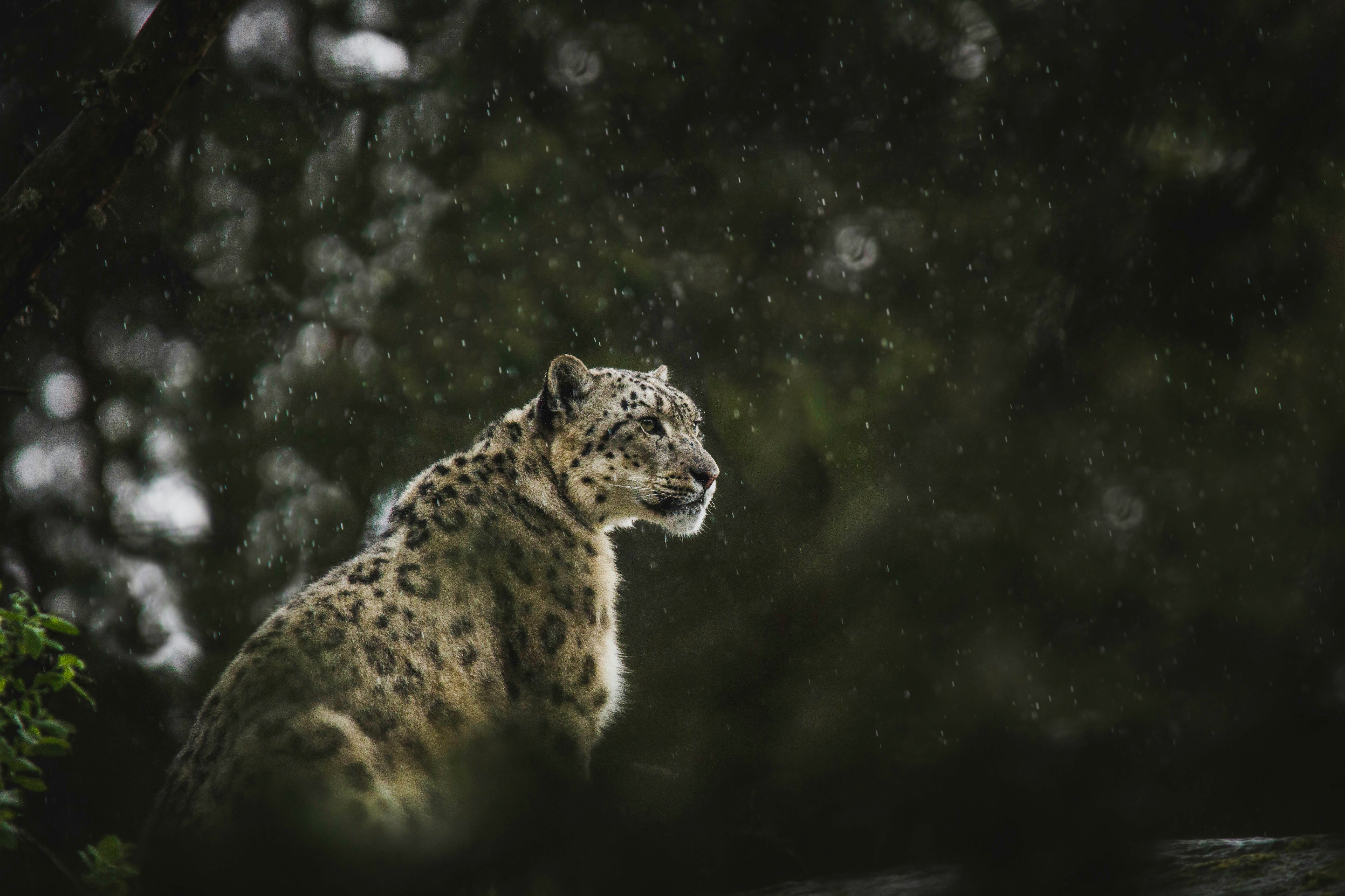 The Secret Lives of Snow leopards