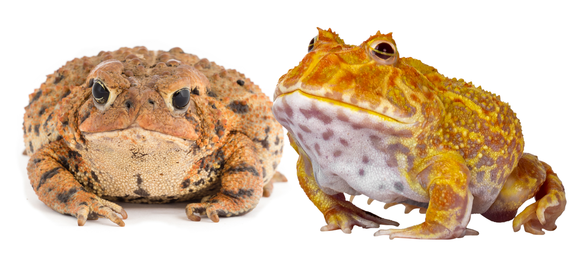 Toads-vs-frogs-whats-the-difference