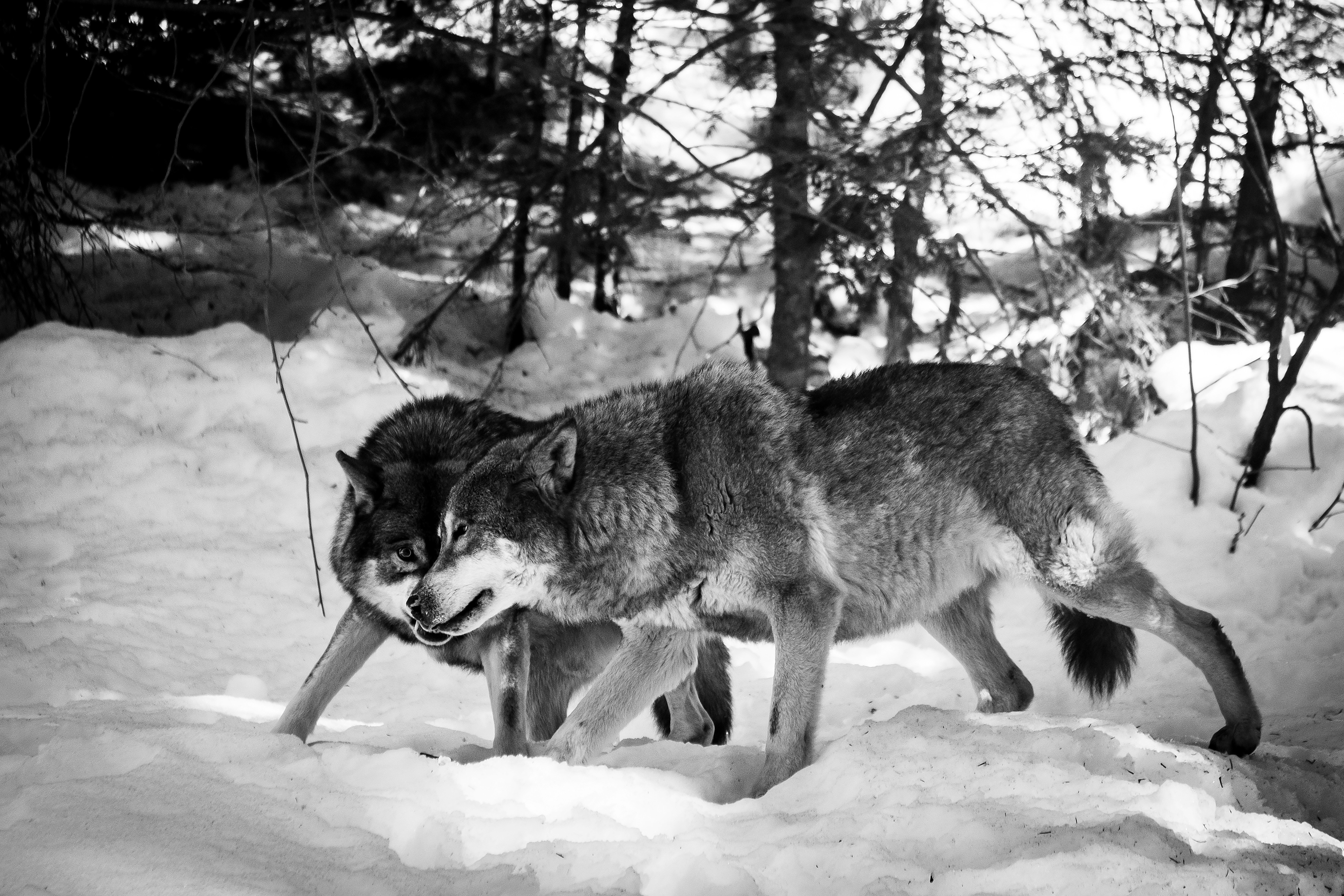The Social Structure of Wolf Packs