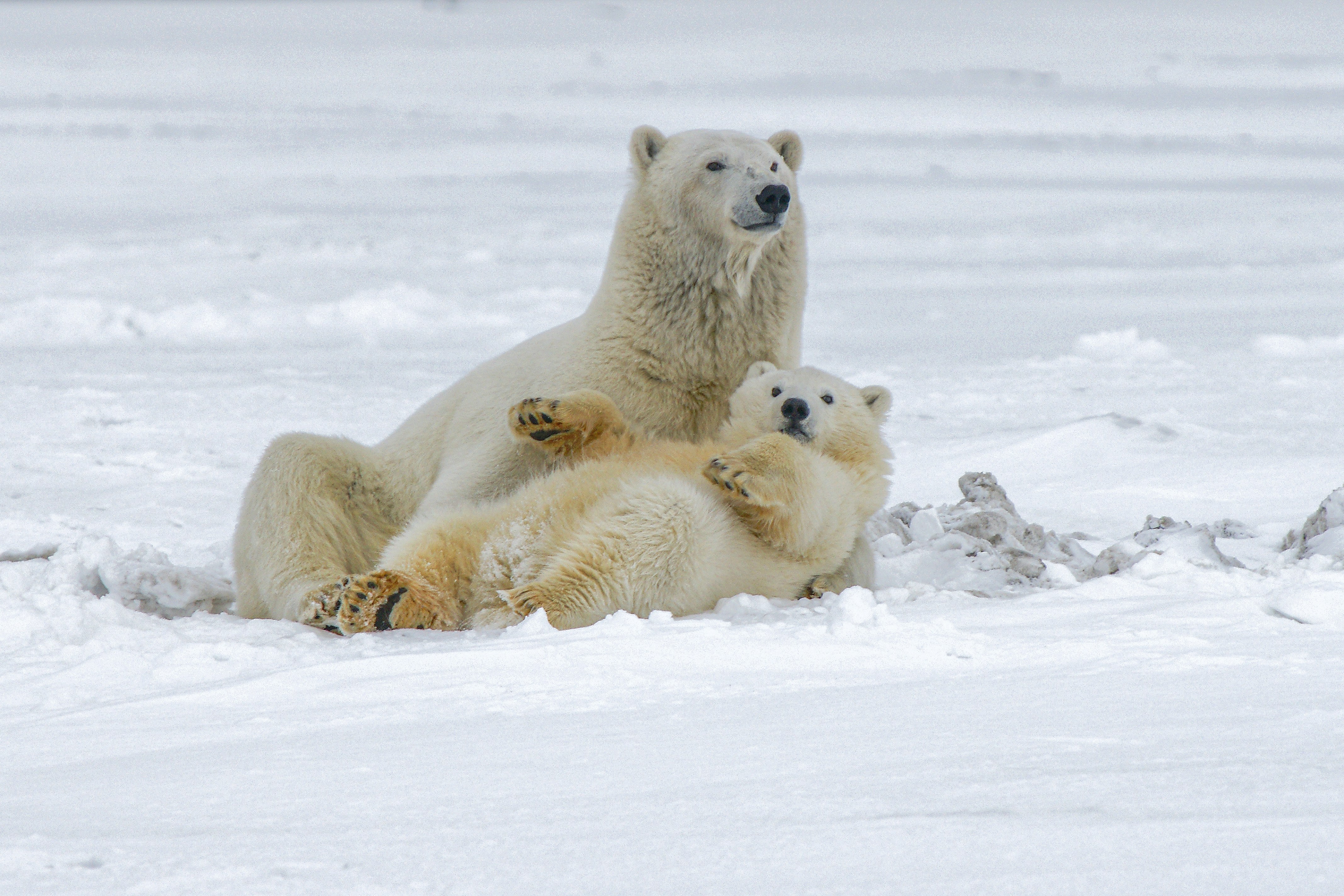 Polar Bears: Masters of Arctic Survival