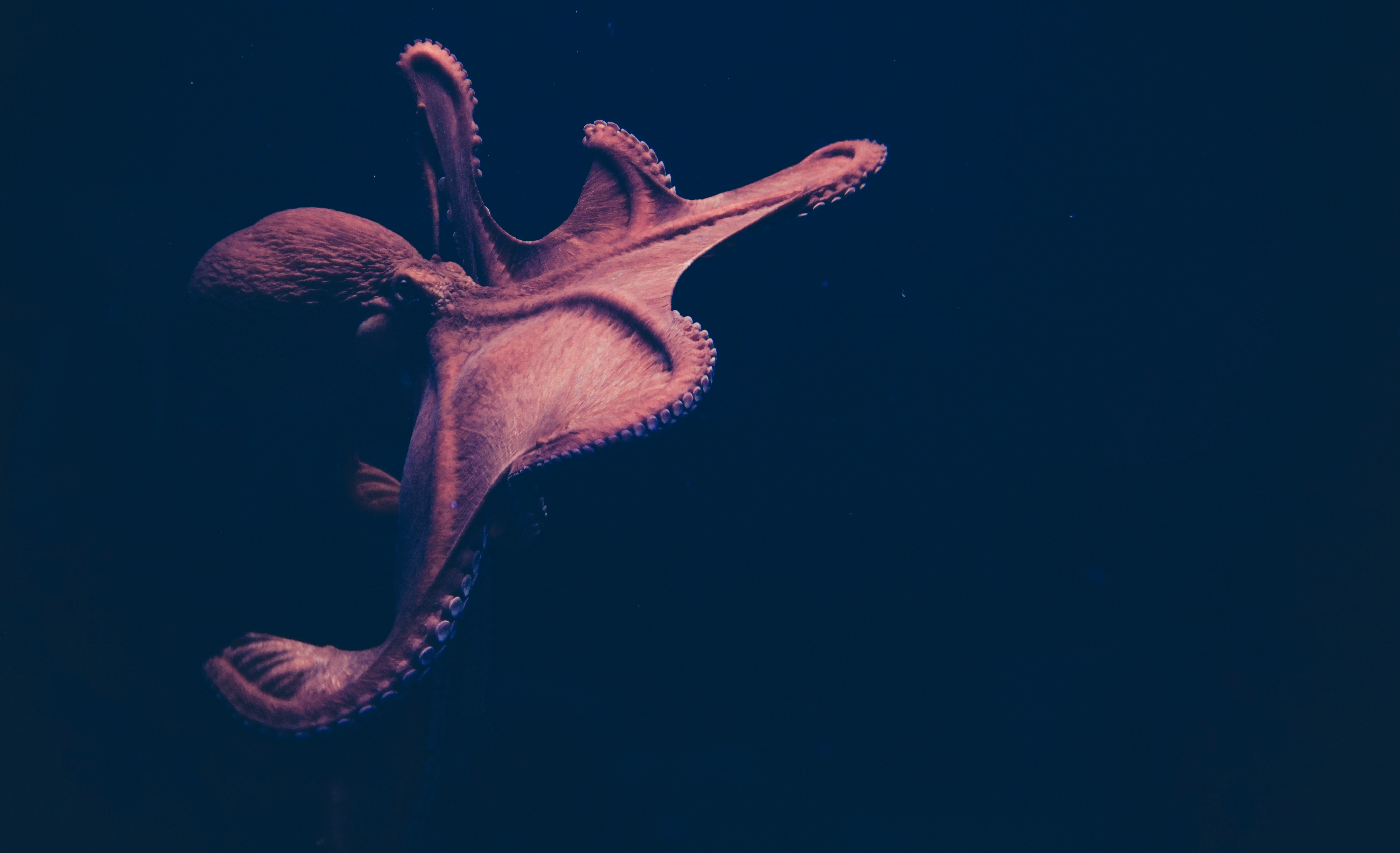 Octopuses: Masters of Escape and Intelligence