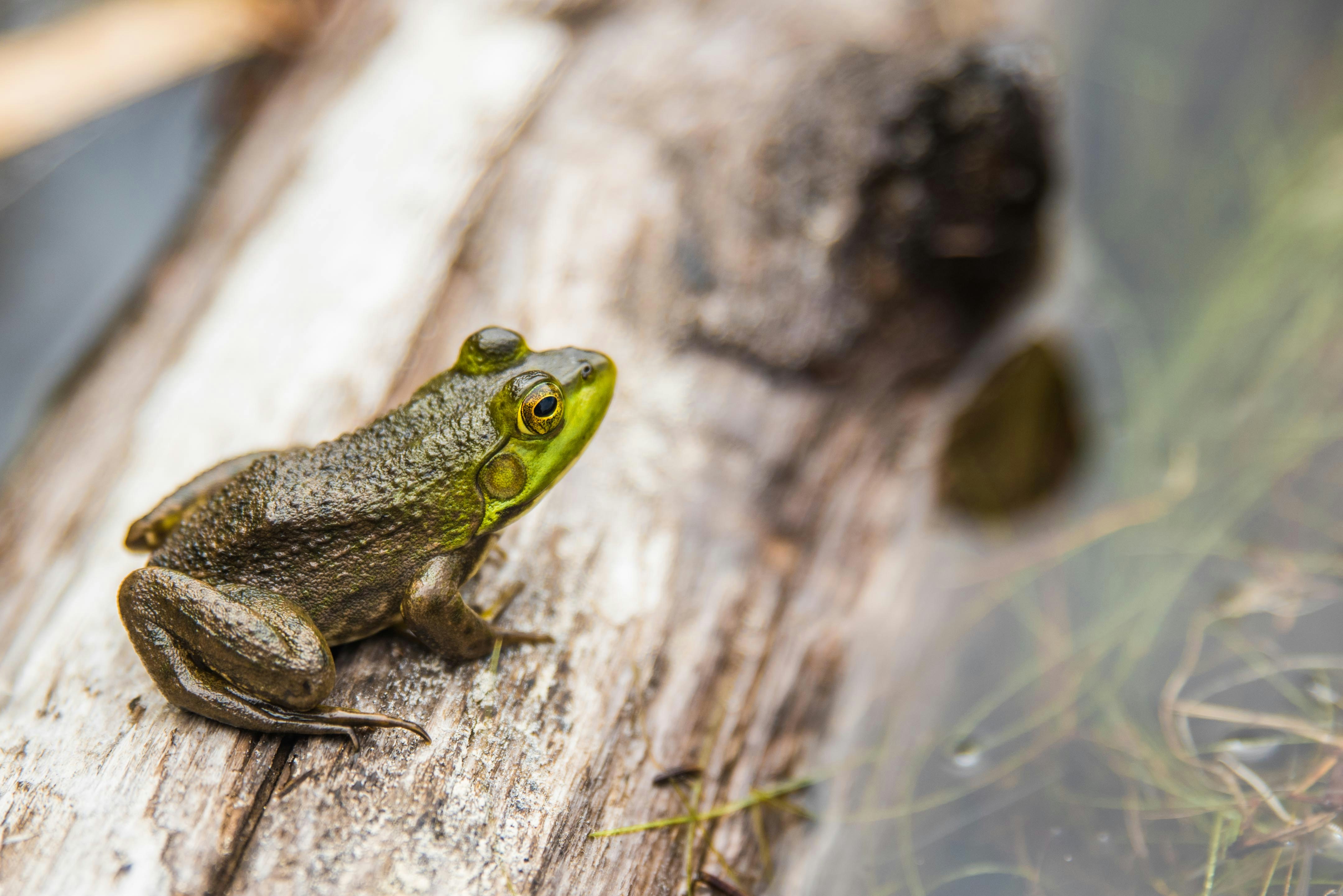 Why Frogs Croak: Communication in Wetlands