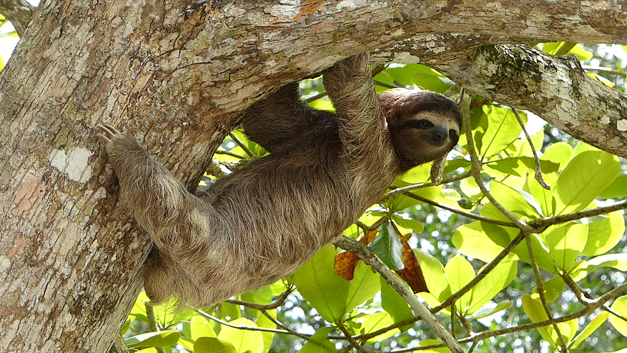 Sloths and the Art of Slow Survival