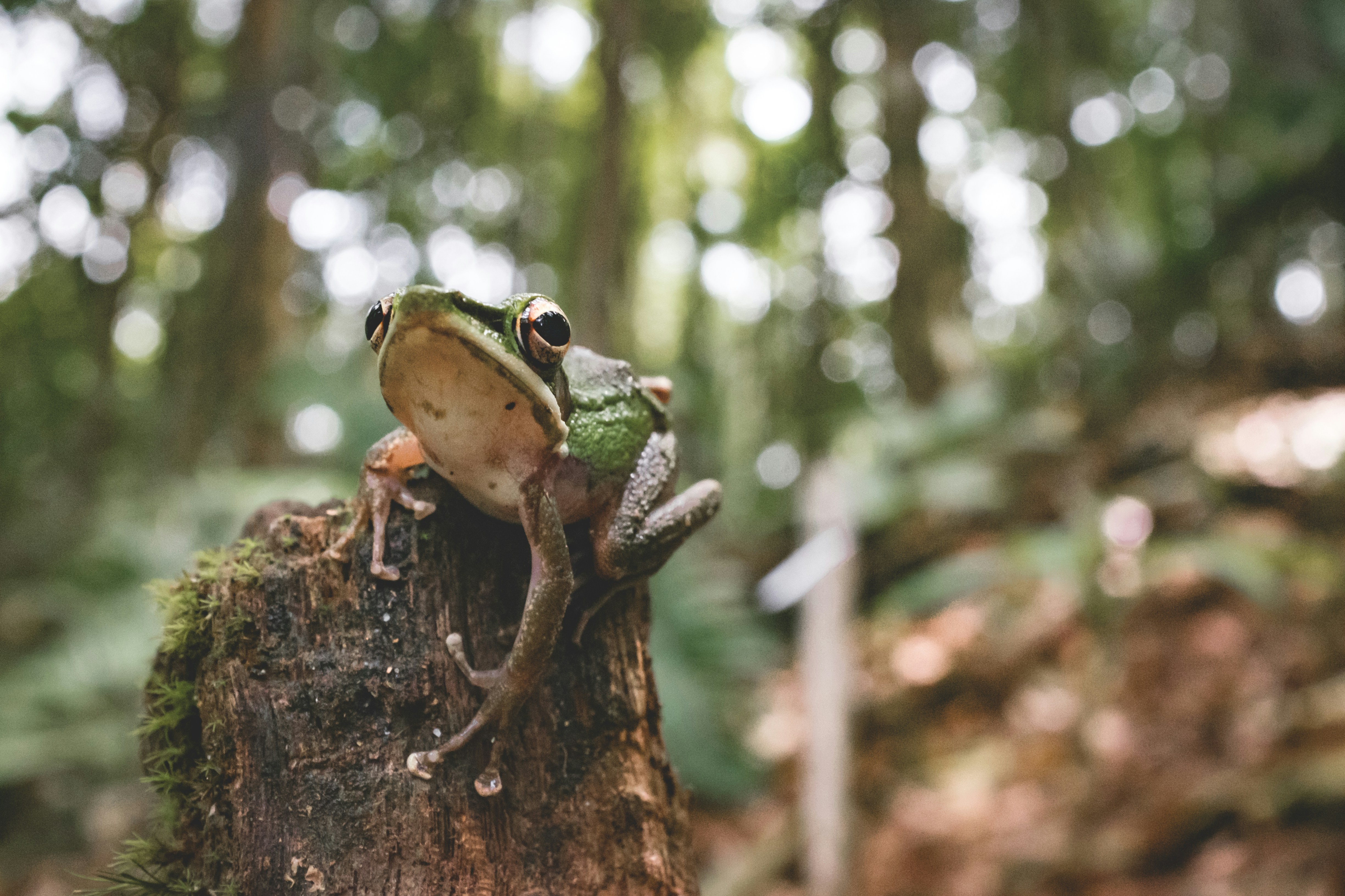 Tree Frogs: Masters of Camouflage