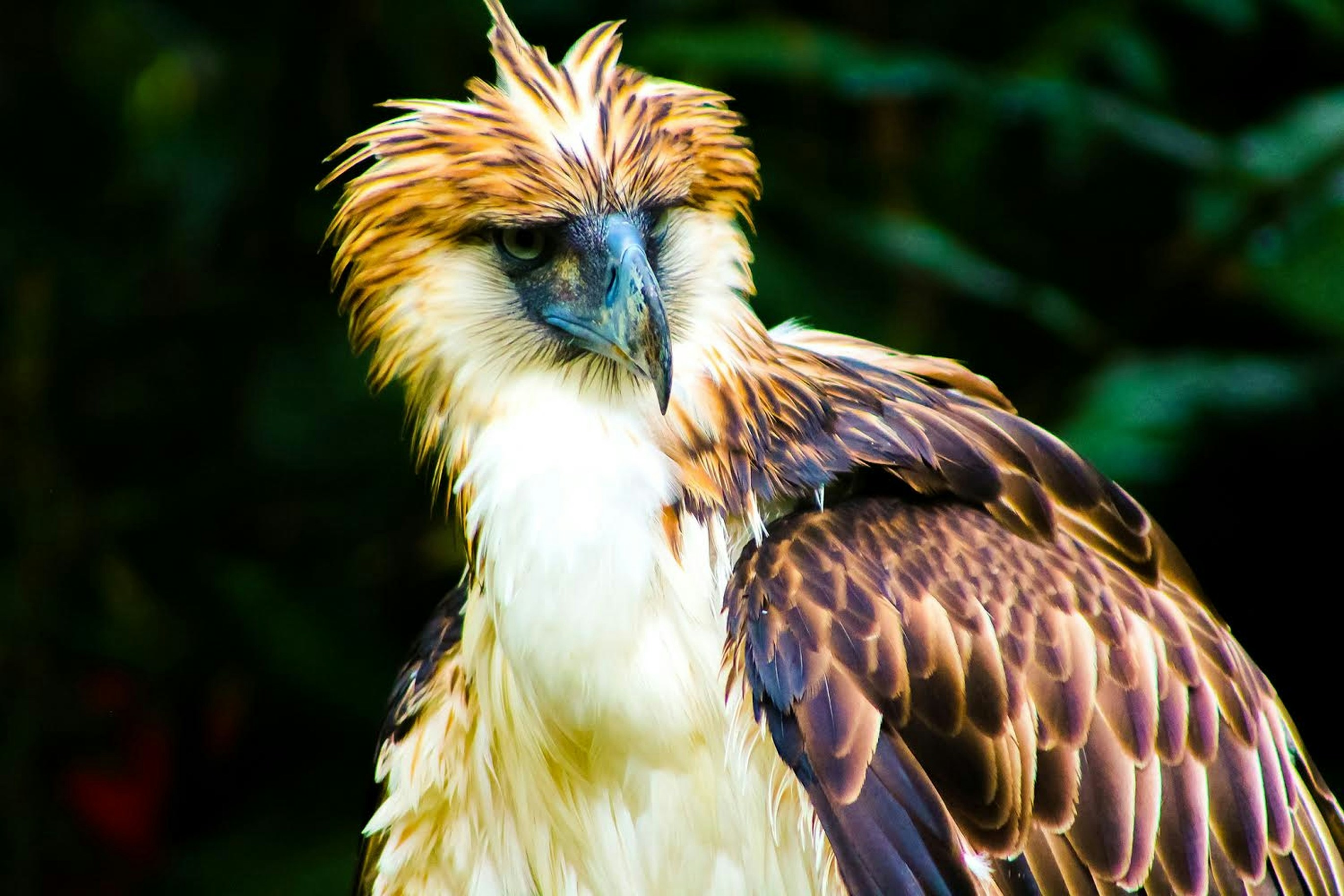 Saving the Philippine Eagle
