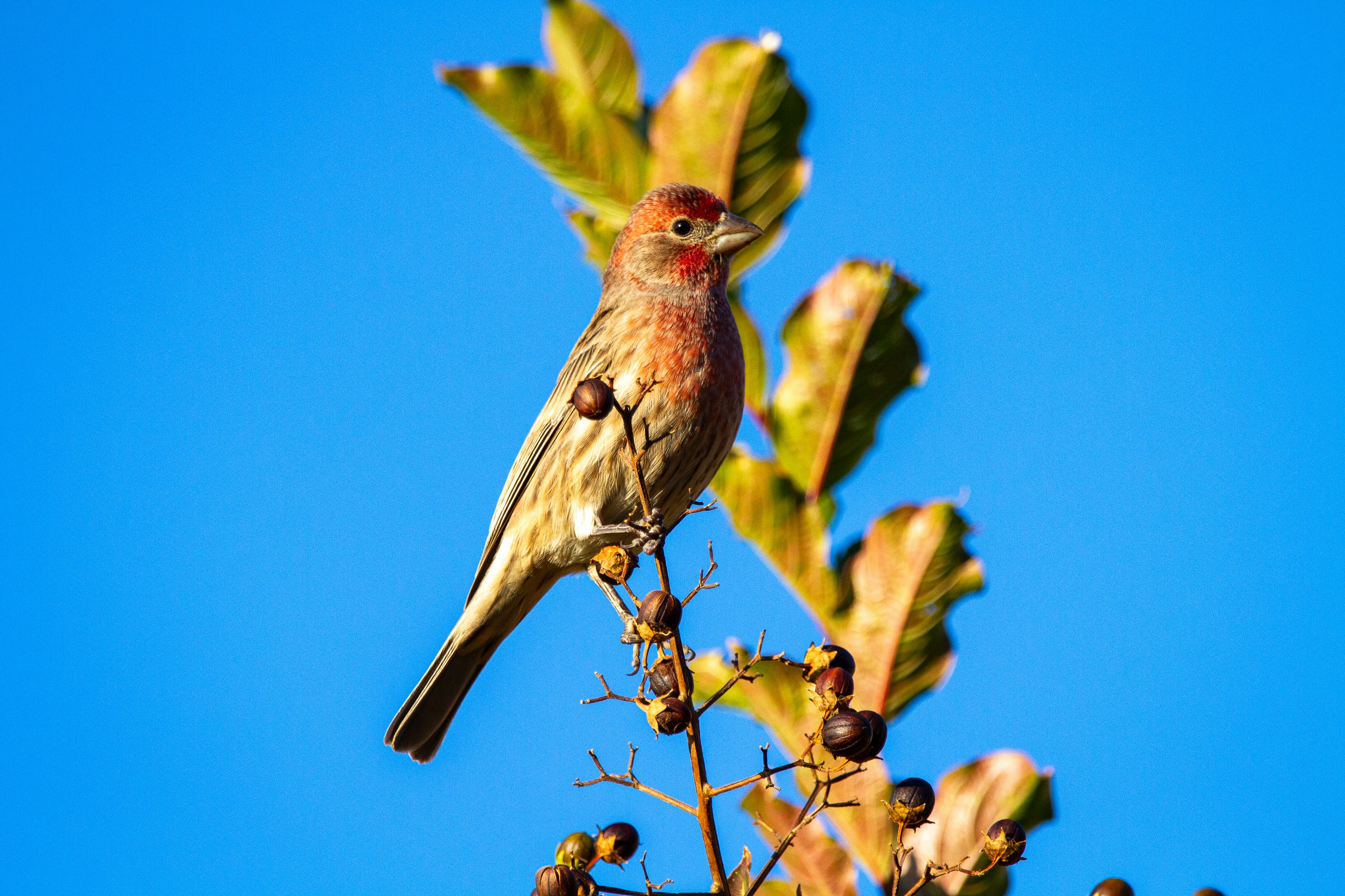 Songbirds: Nature’s Original Musicians