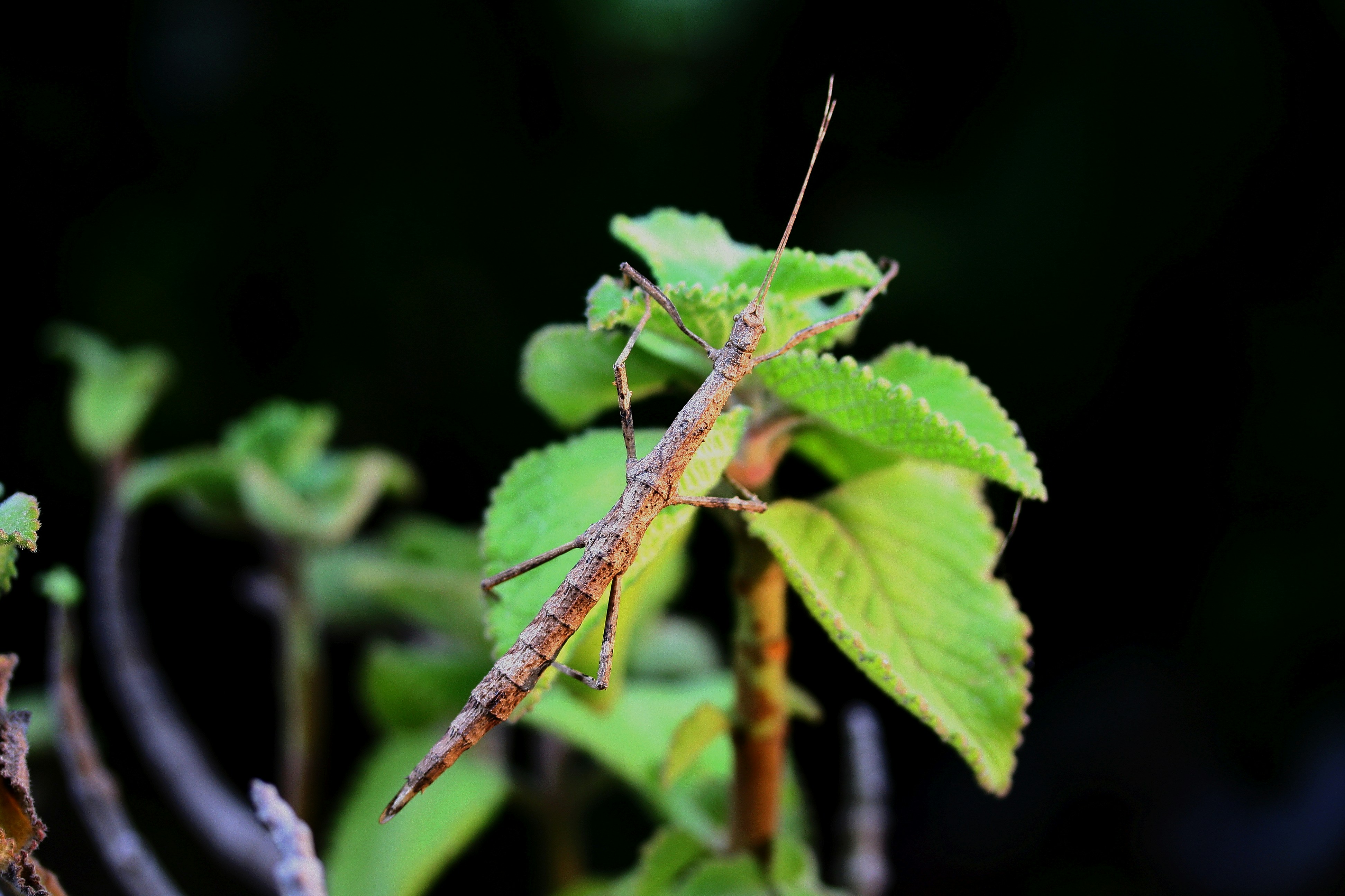 Walking Sticks: Masters of Disguise