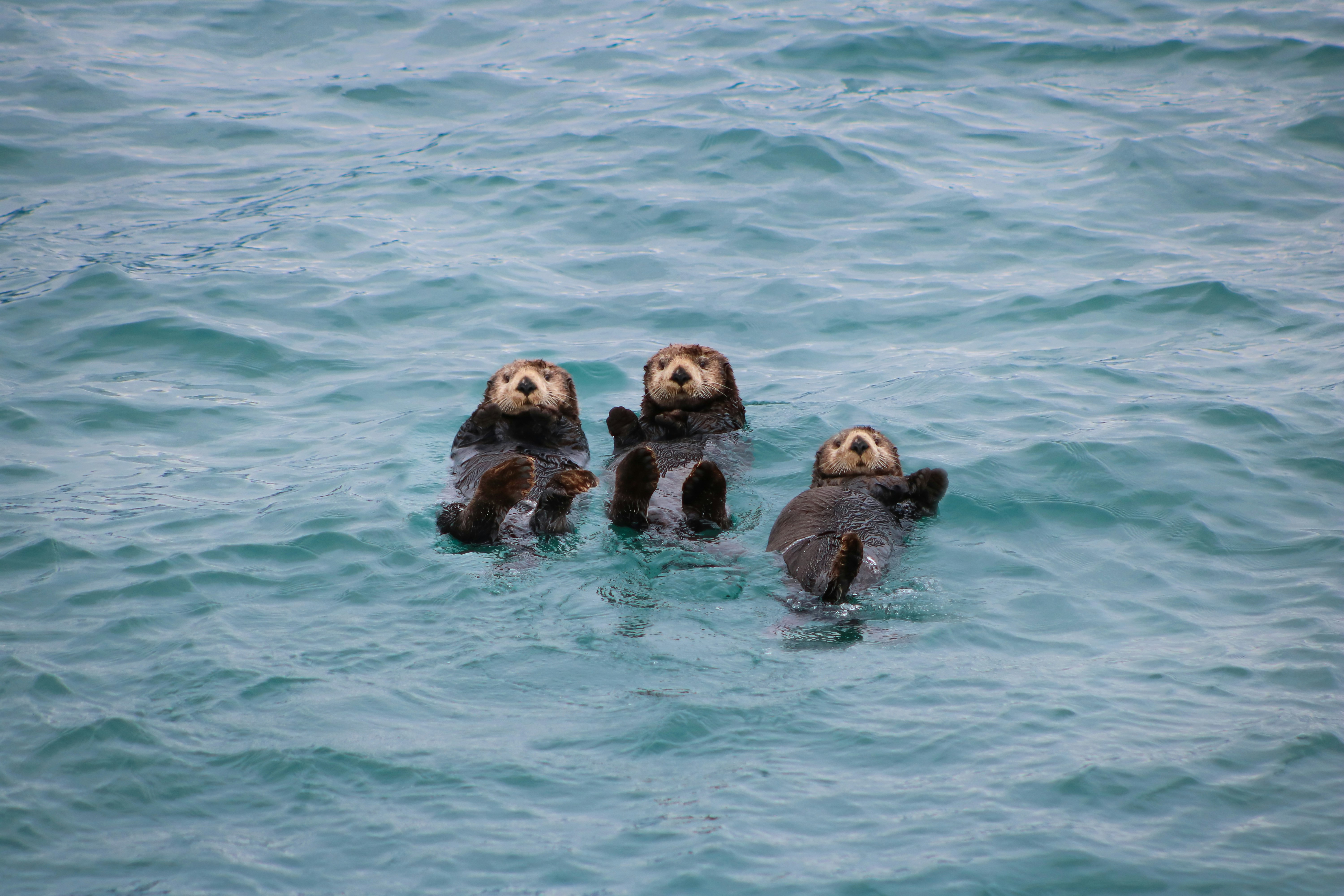 Otters: Playful Engineers of Rivers