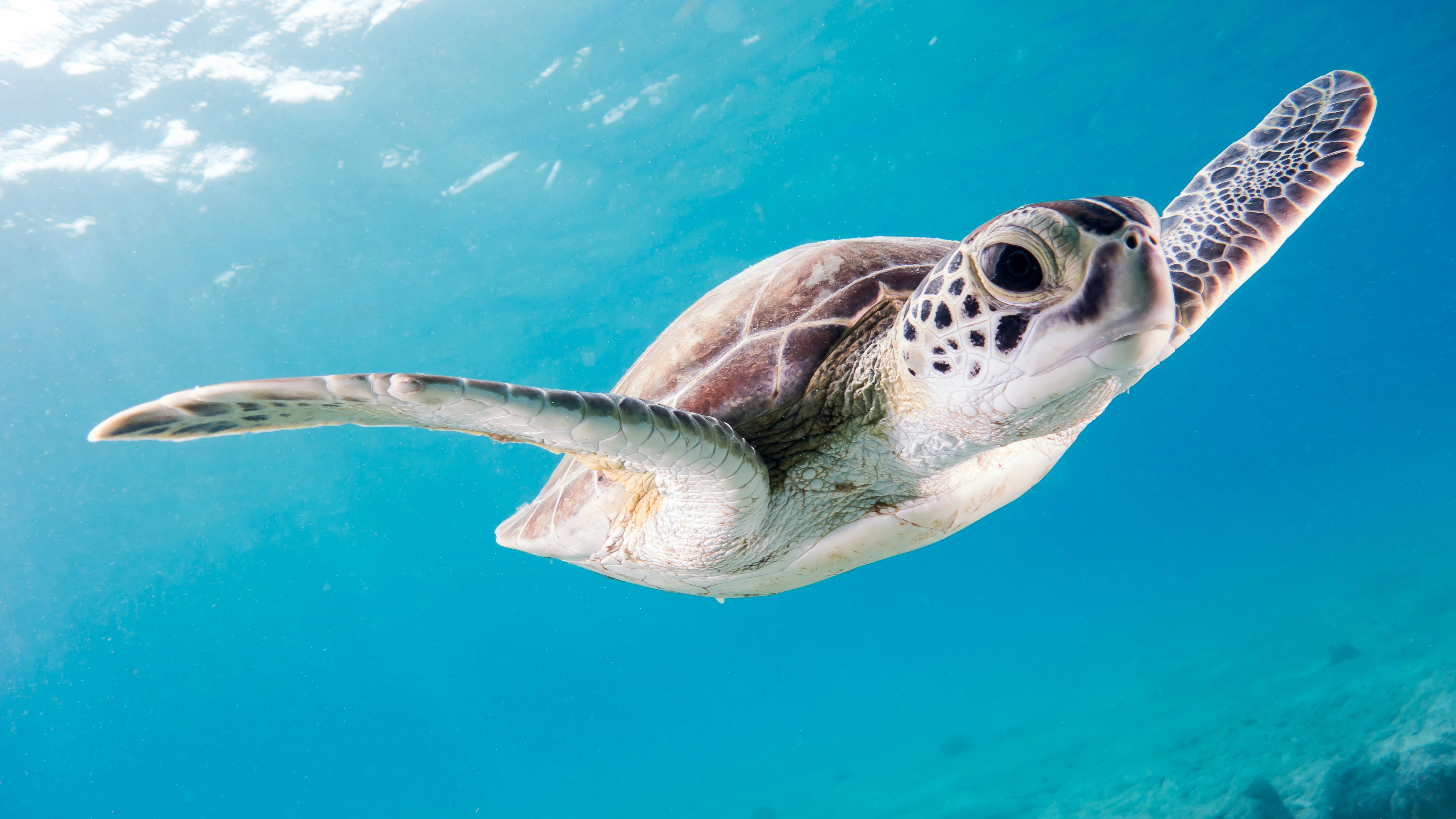 The Race to Save Sea Turtles
