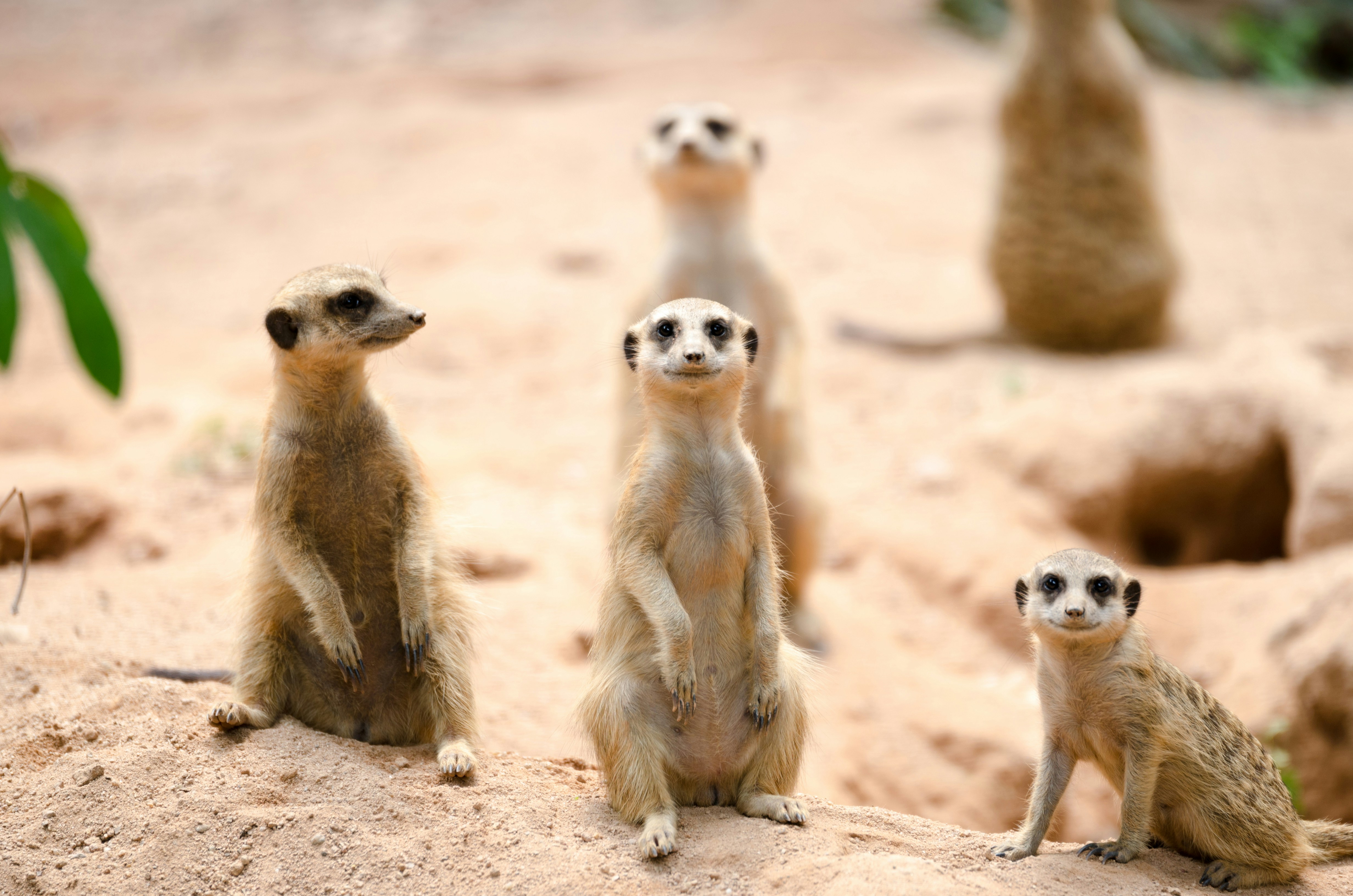 How Meerkats Organize Their Society