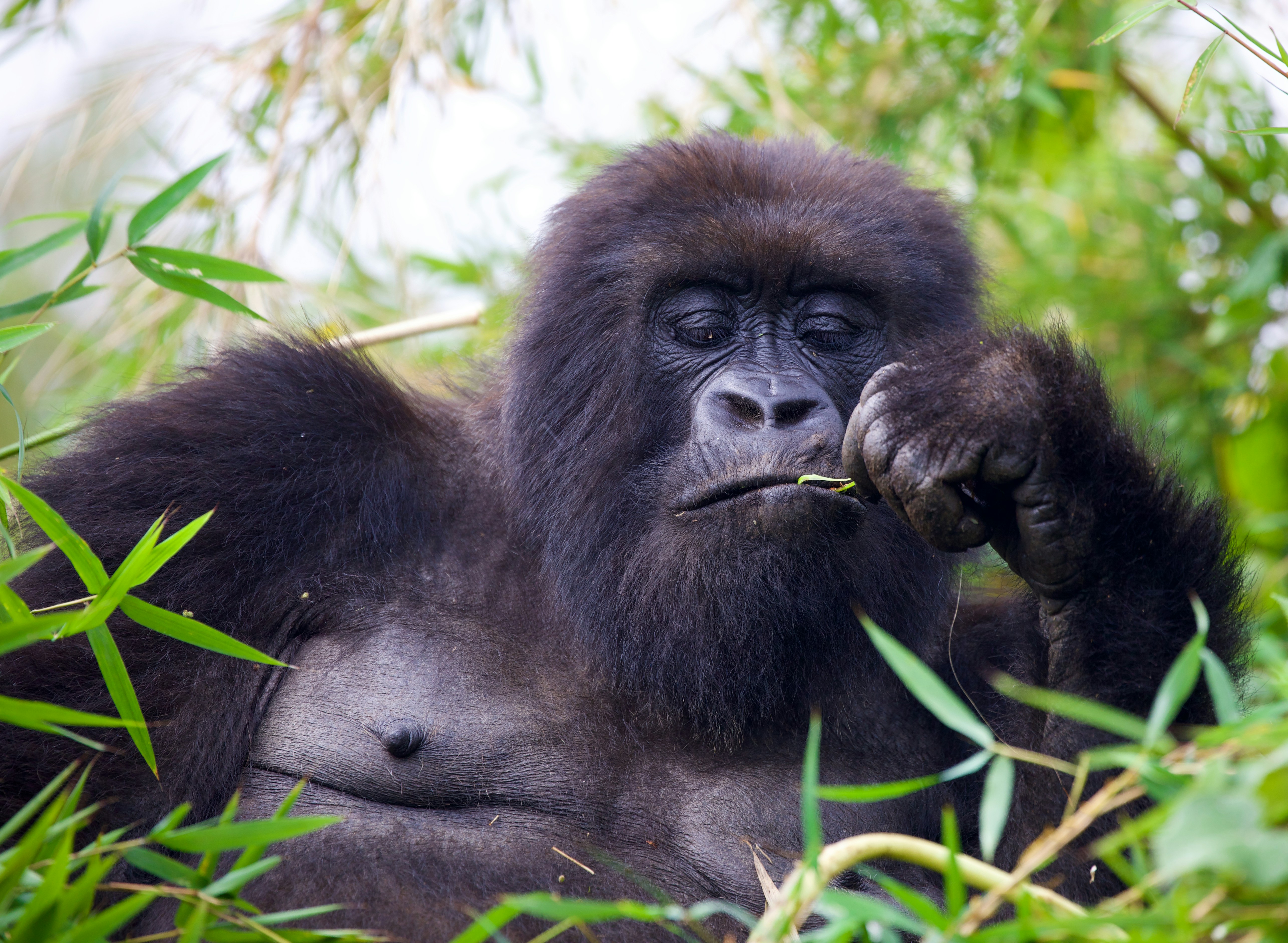 Mountain Gorillas: A Conservation Success