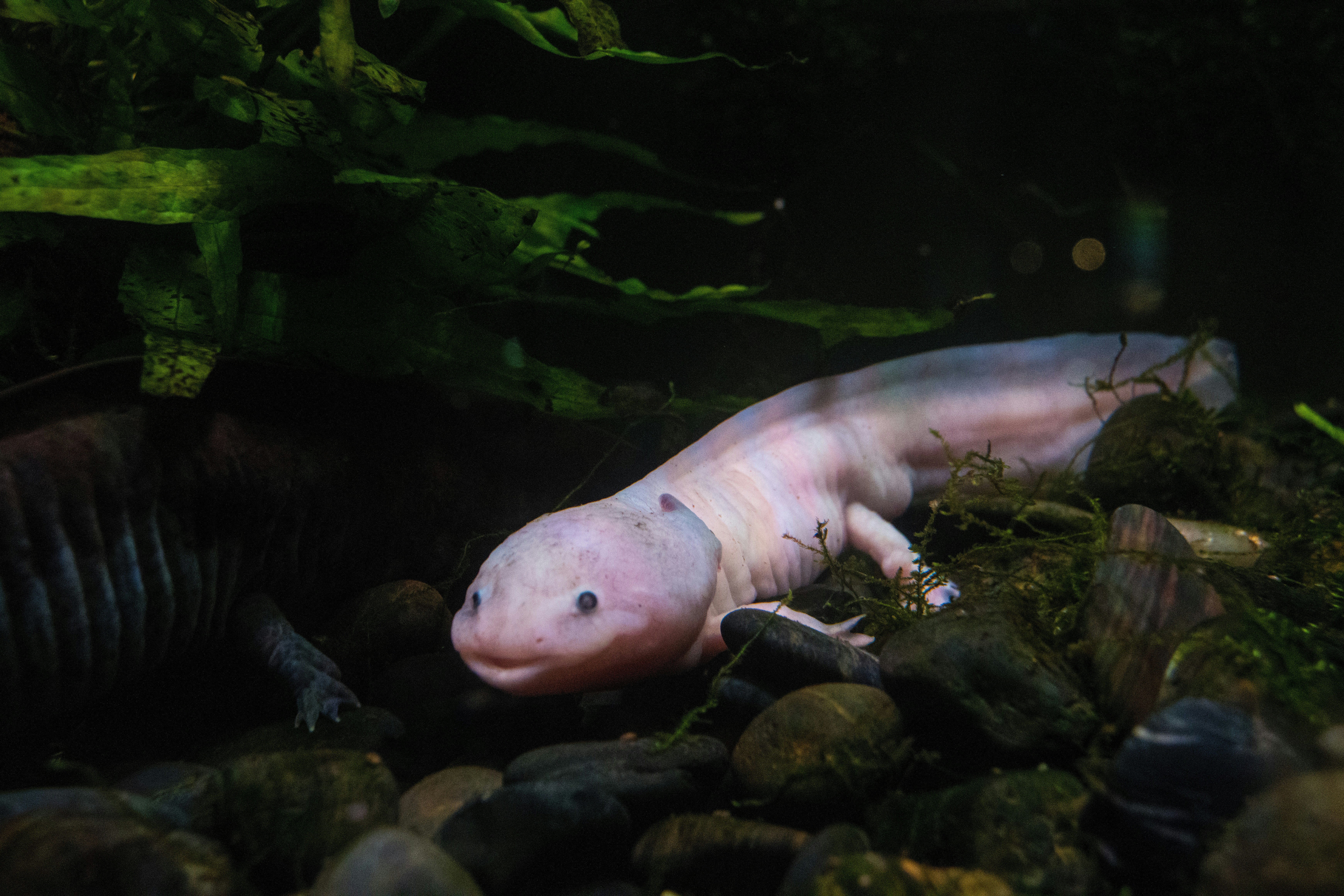 Axolotls: The Forever Young