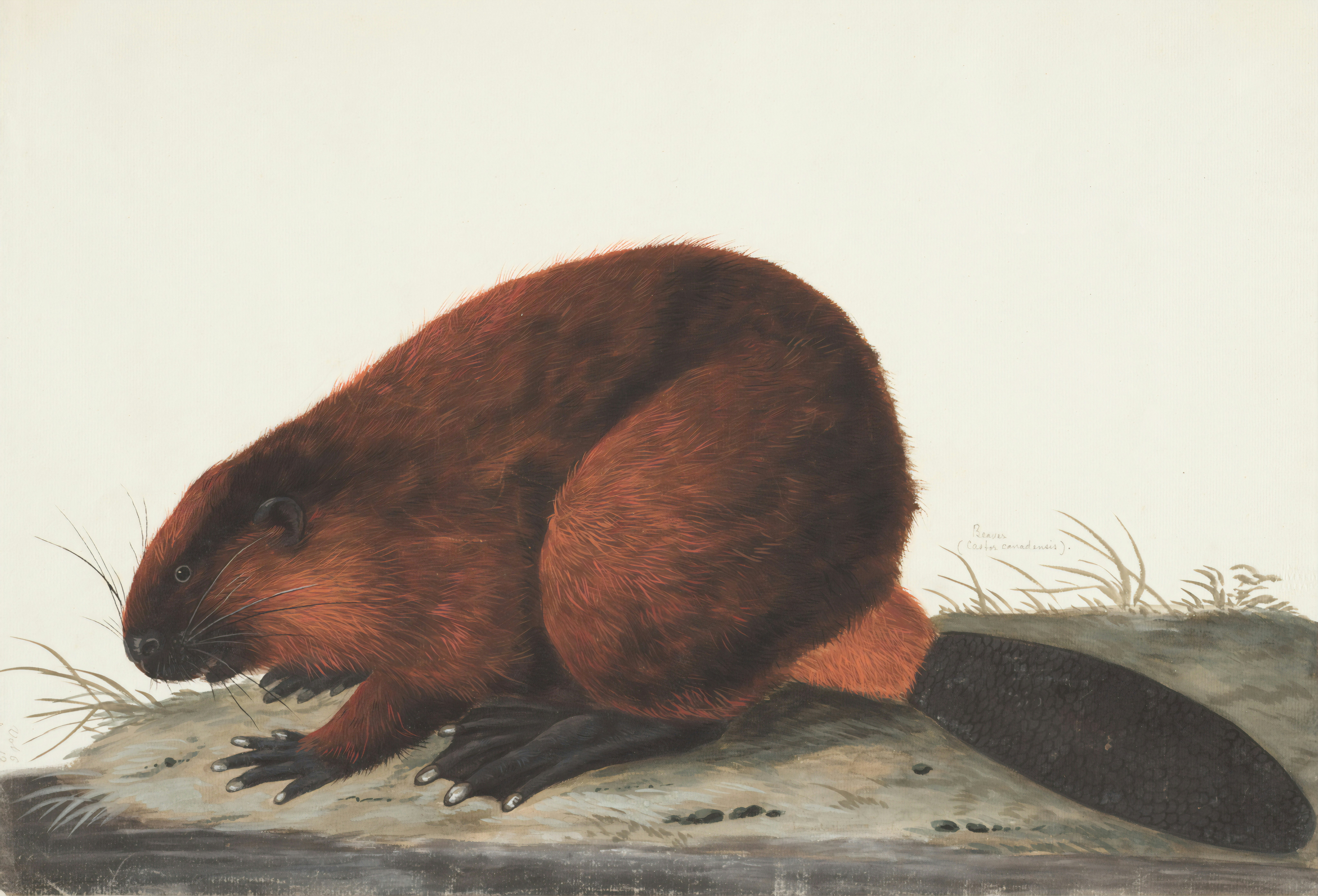 Why Beavers Are Nature's Engineers