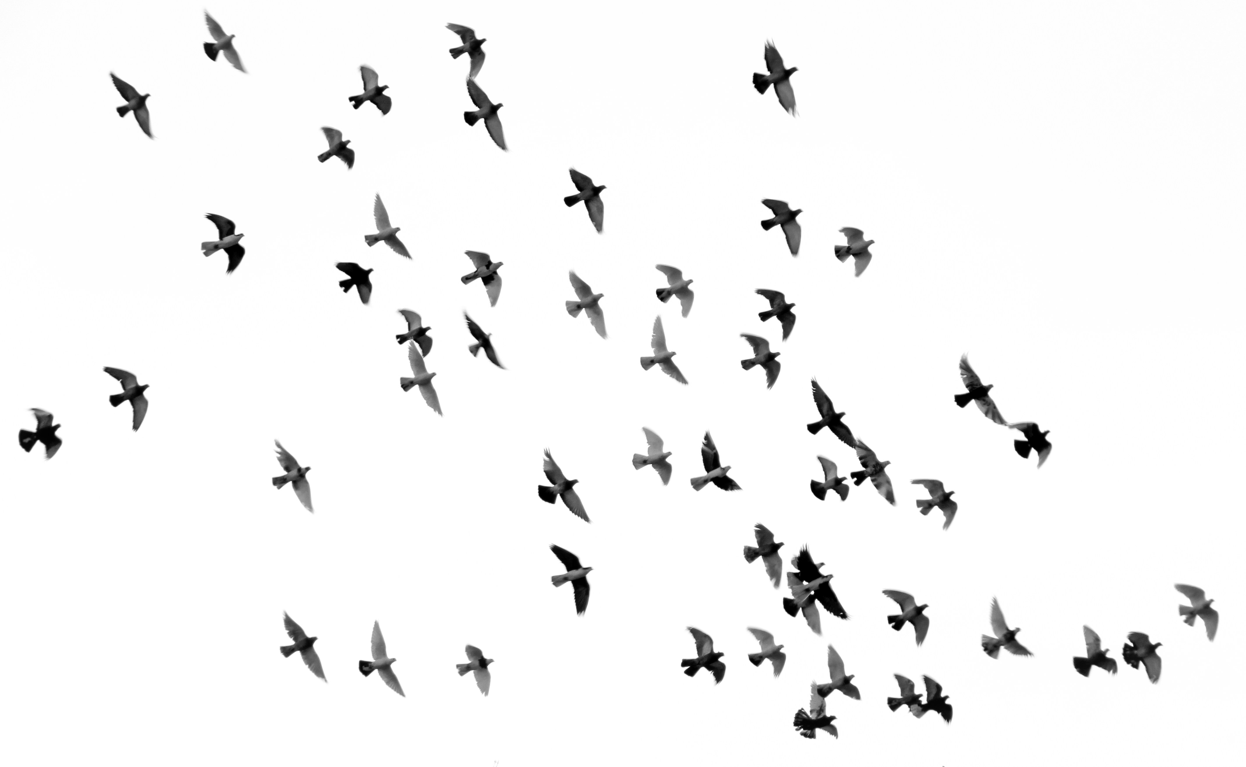 Migratory Marvels: Birds That Travel the World