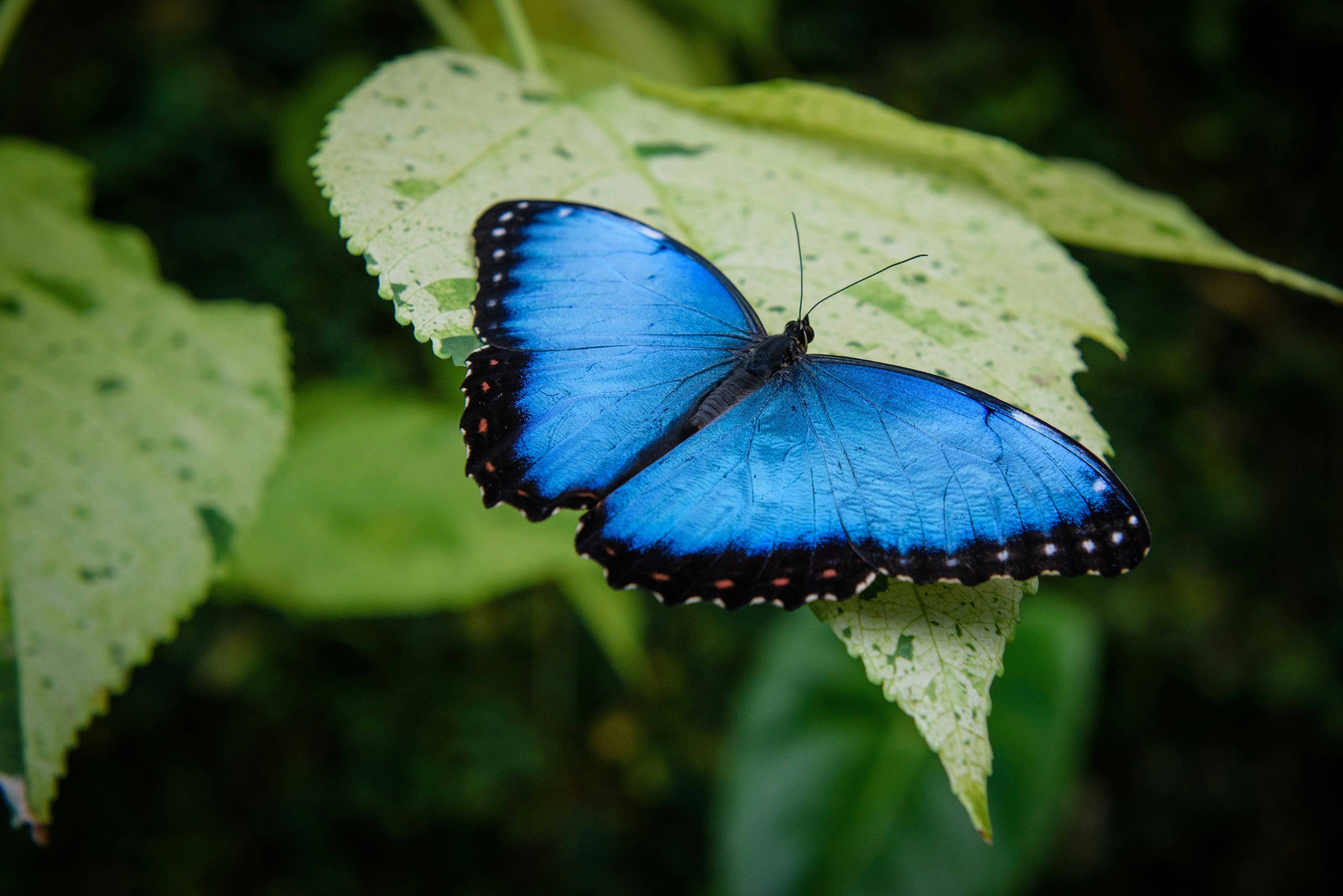Butterfly Metamorphosis: A Magical Change