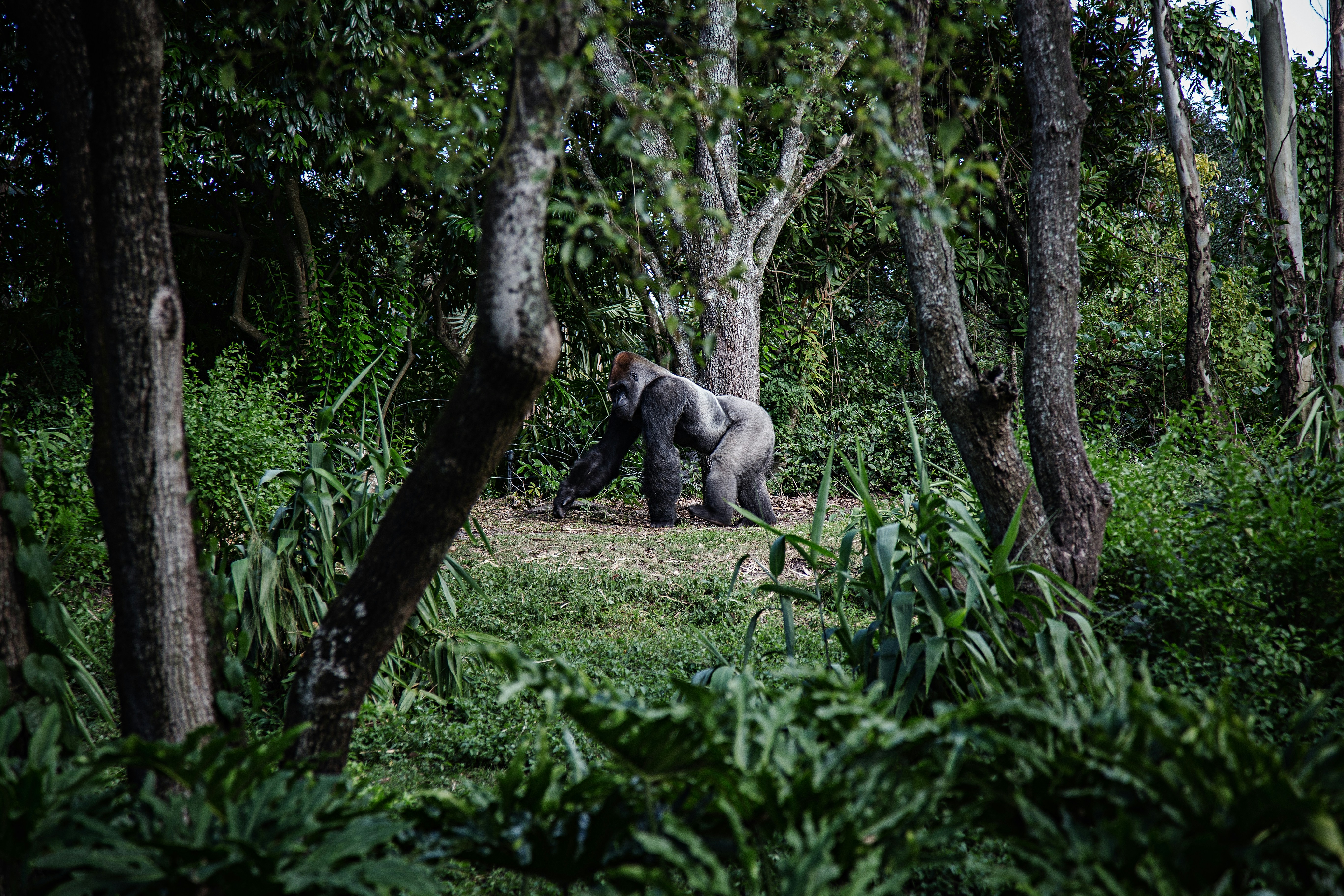 Gorillas: Gentle Giants of the Forest