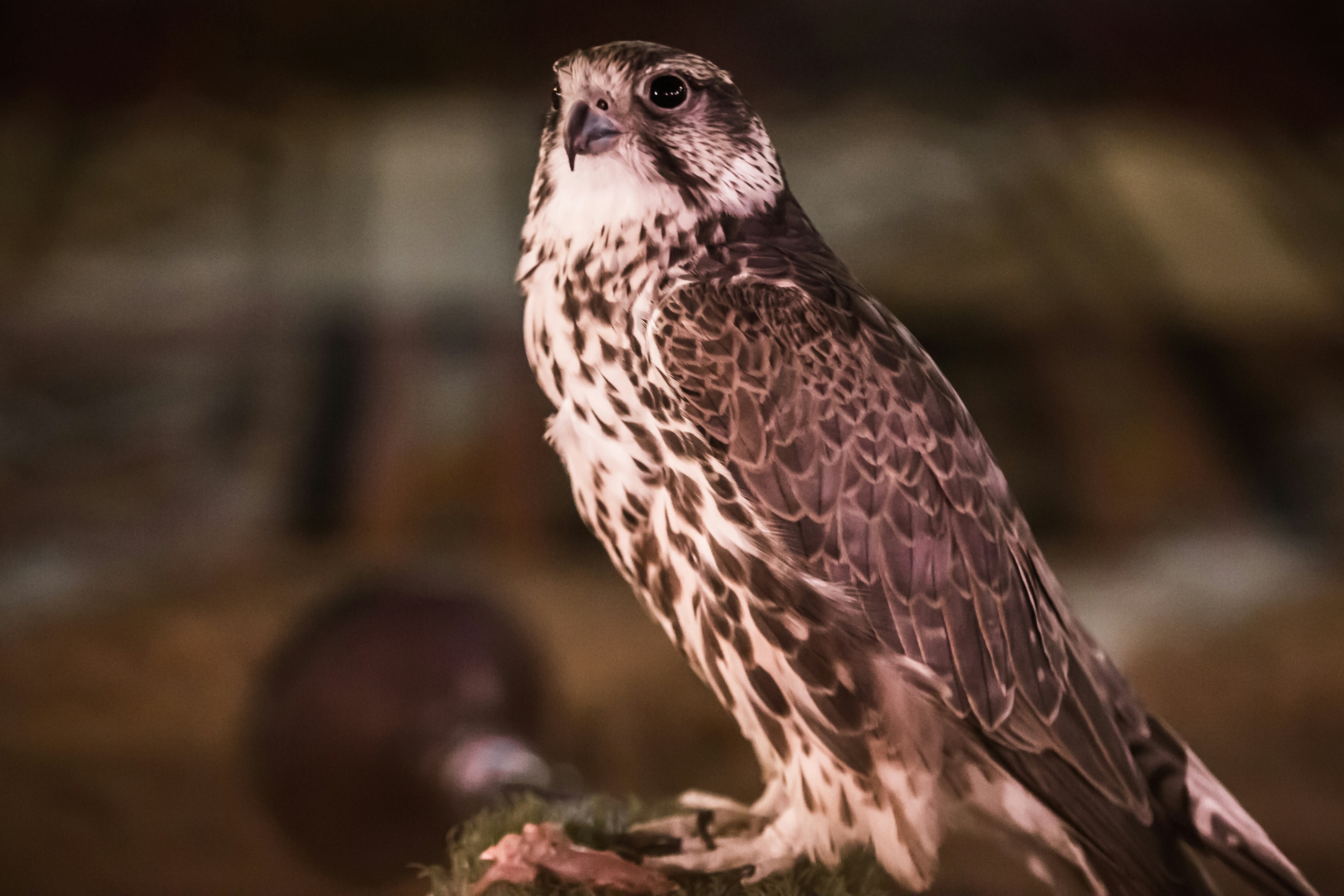 Falcons in Flight: The Speed Masters