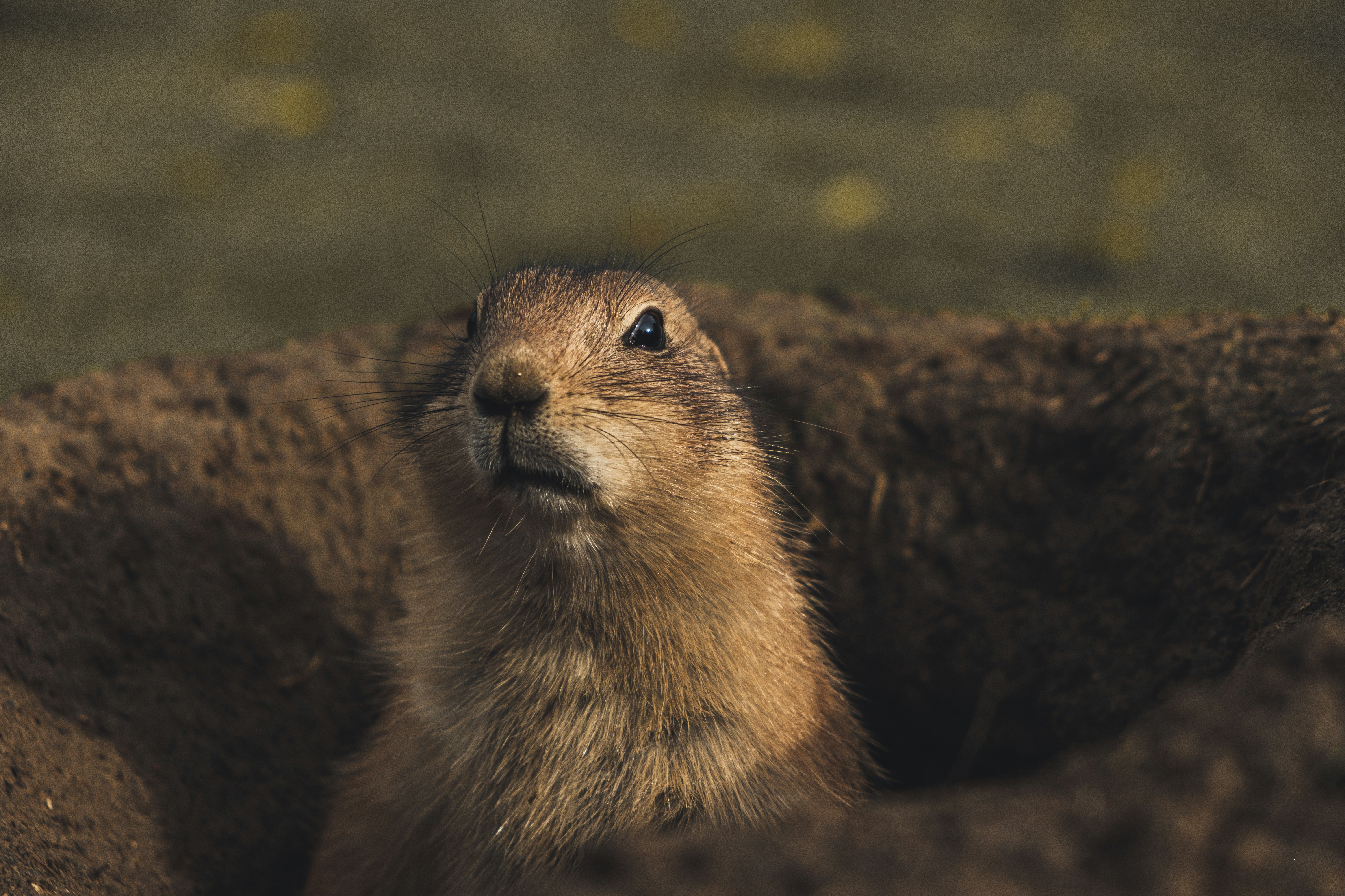 The Complex Language of Prairie Dogs
