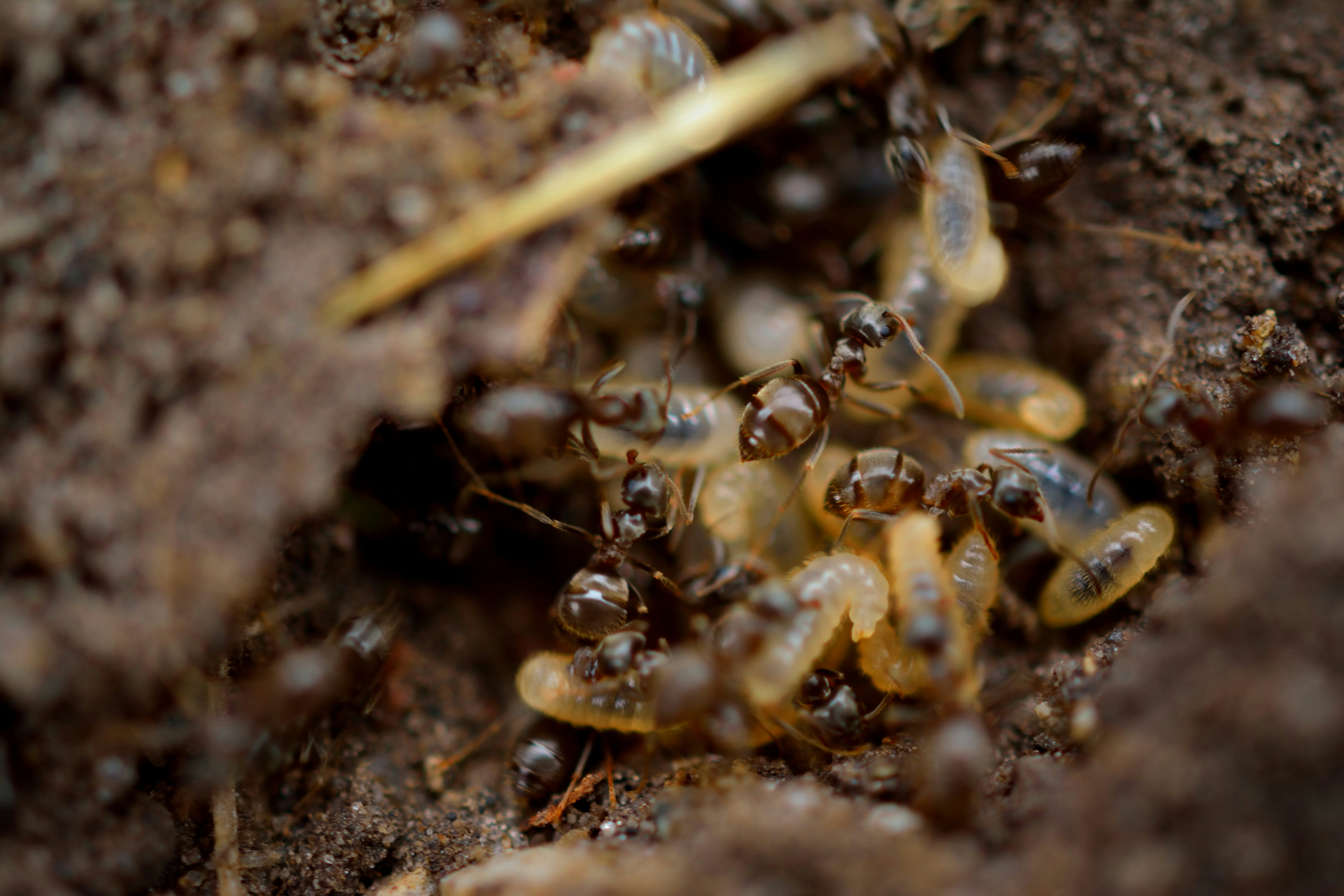 The Hidden World of Termite Colonies