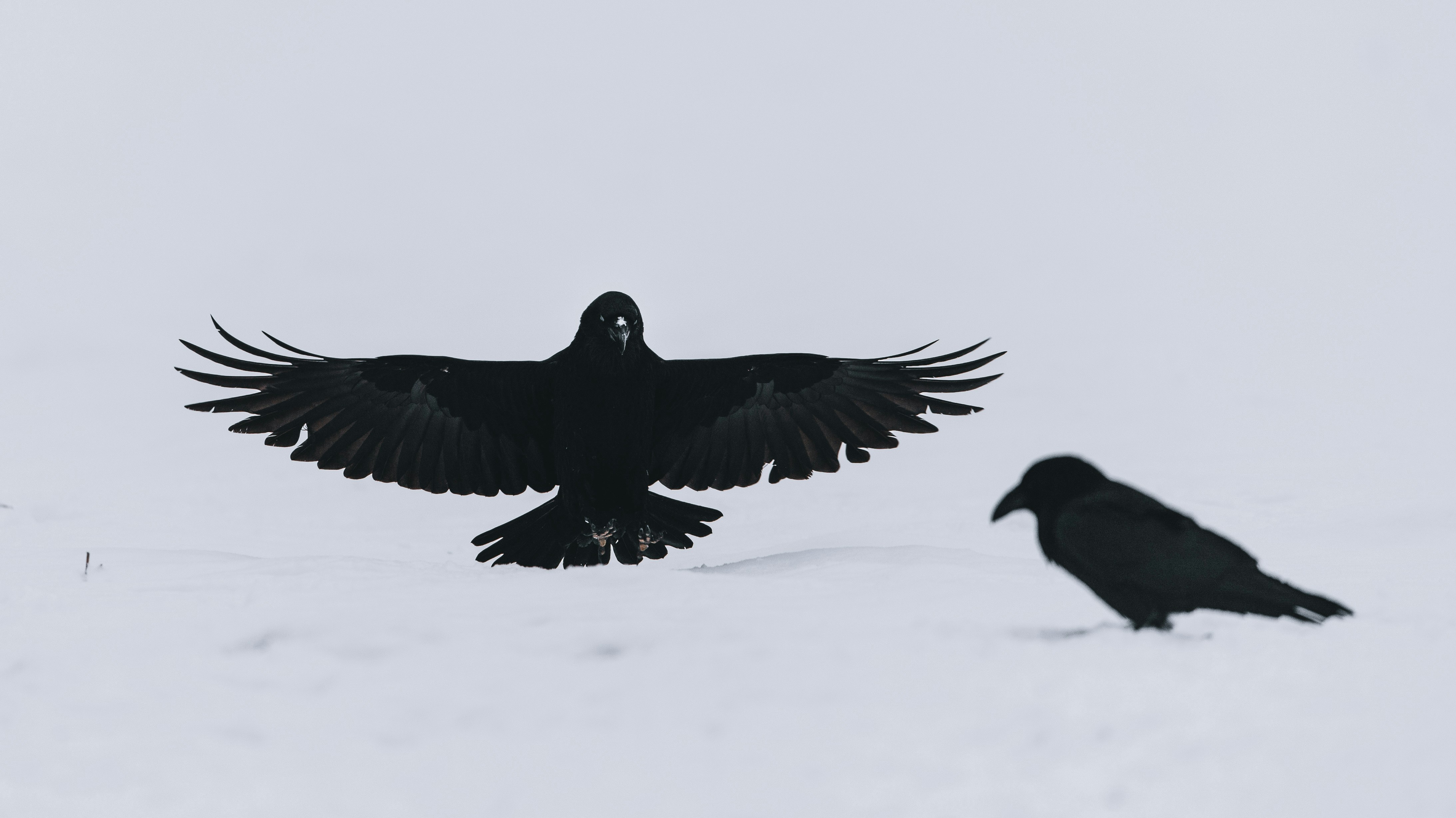The Social Life of Ravens